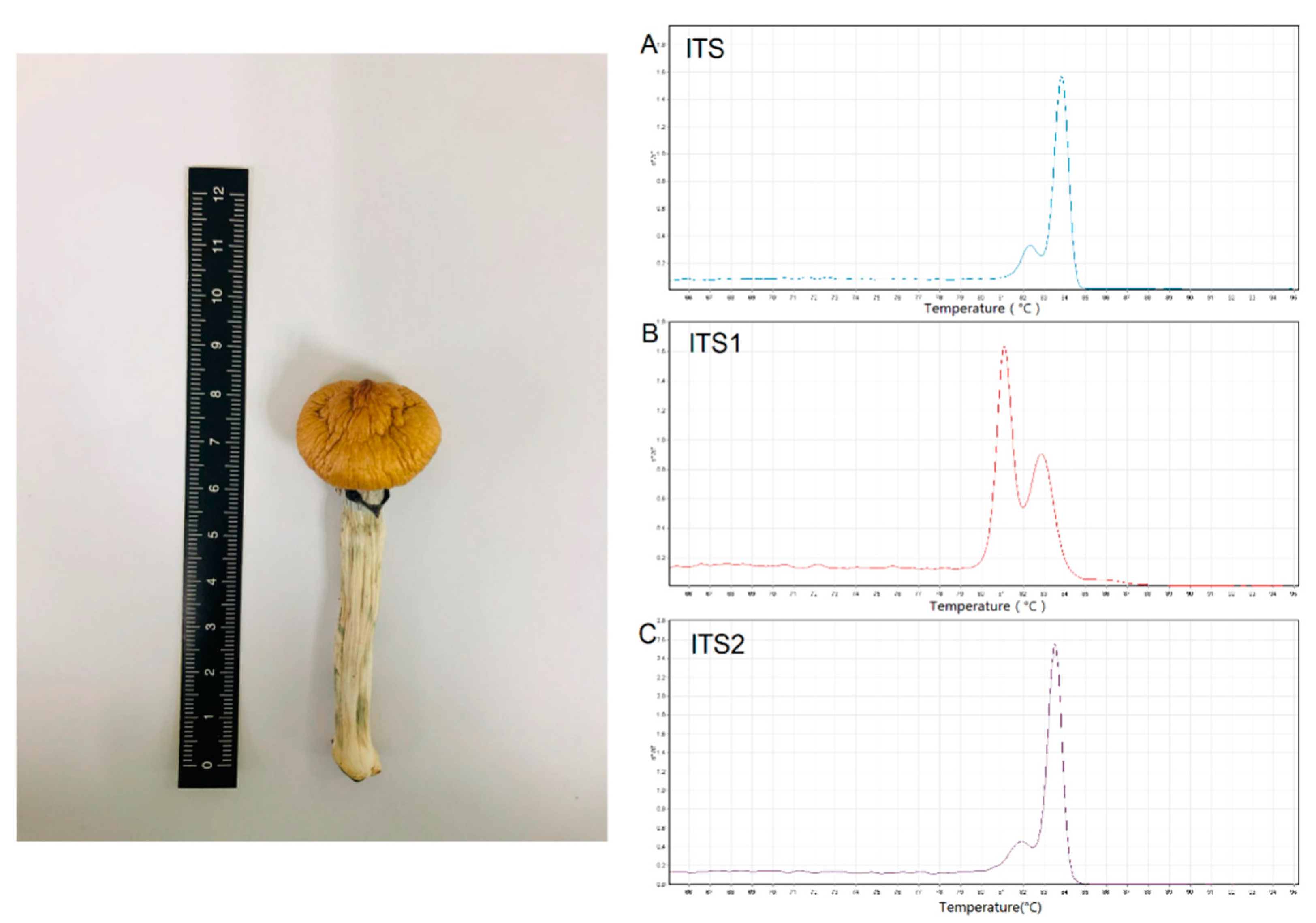 Genes 12 00199 g007 Genes 12 00199 g007