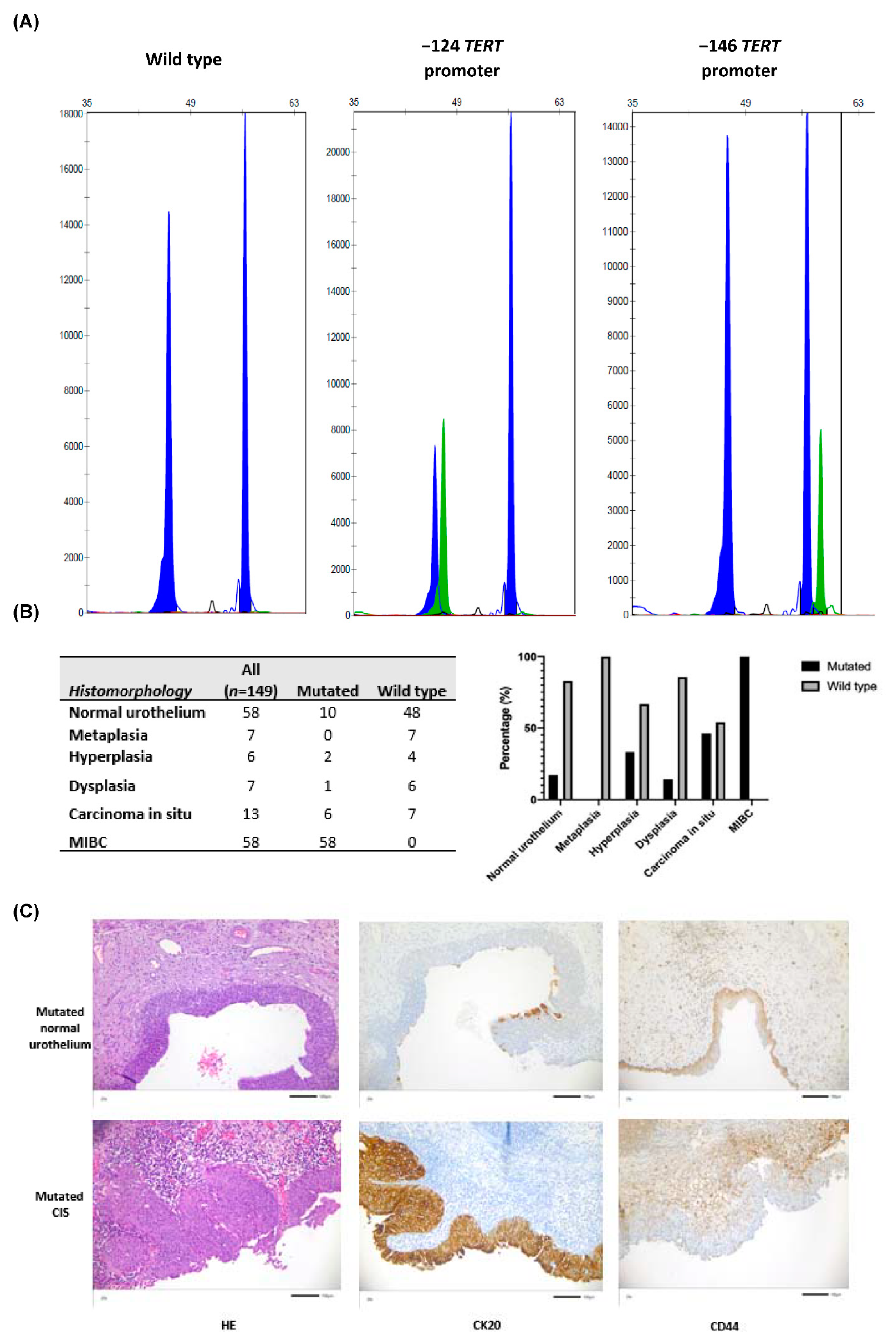 Genes 12 00230 g001 Genes 12 00230 g001
