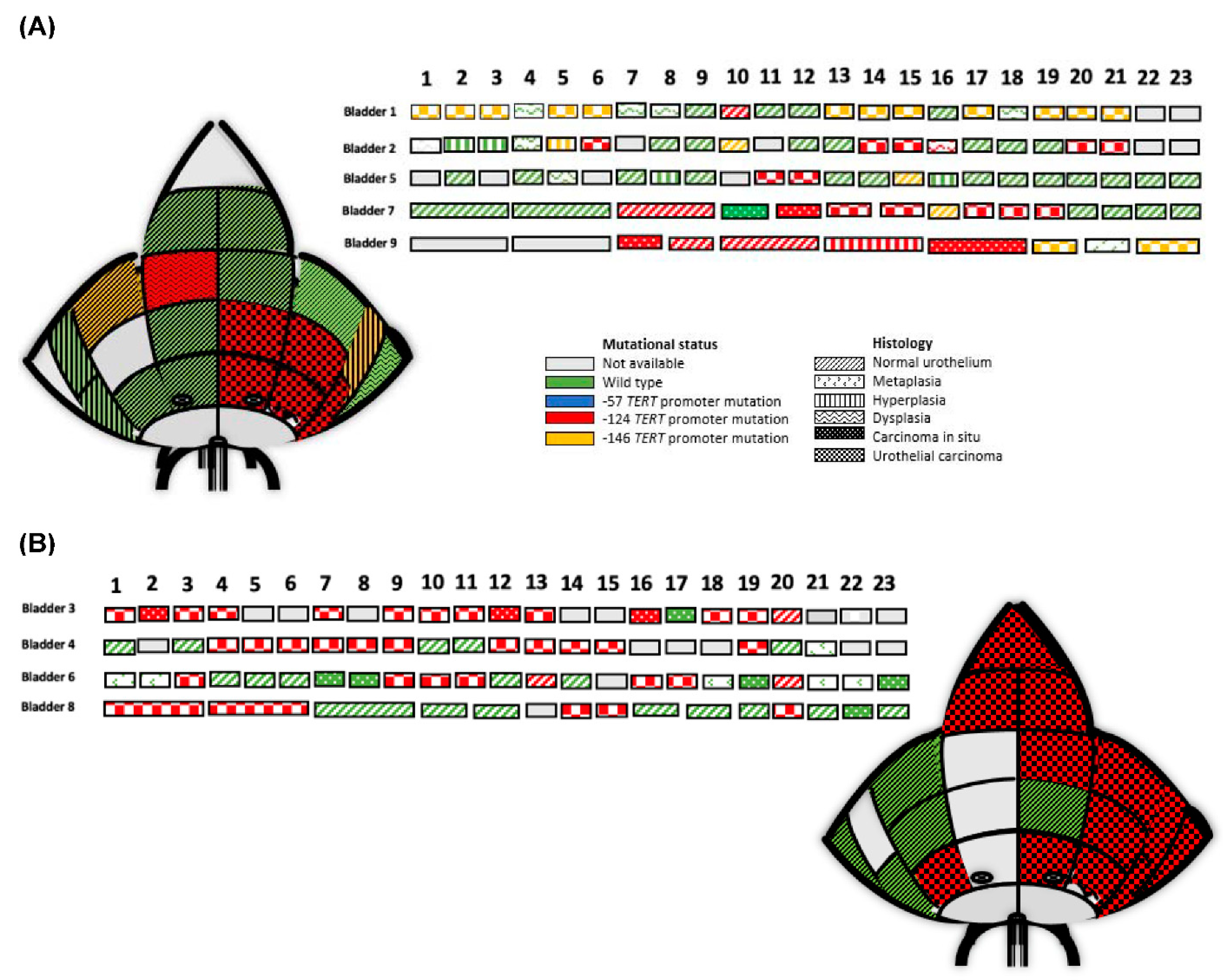 Genes 12 00230 g002 Genes 12 00230 g002