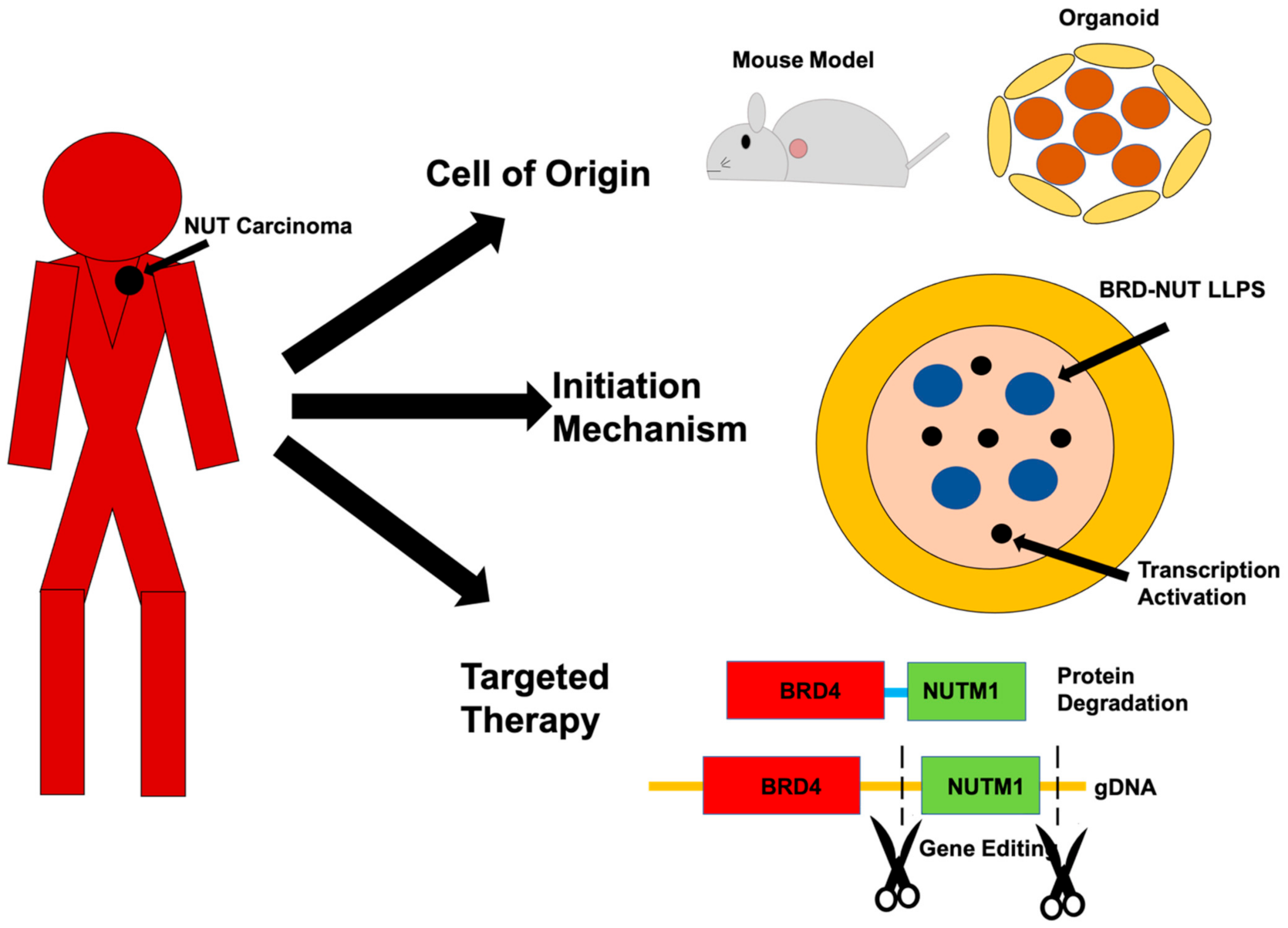 Genes 12 00235 g001 Genes 12 00235 g001