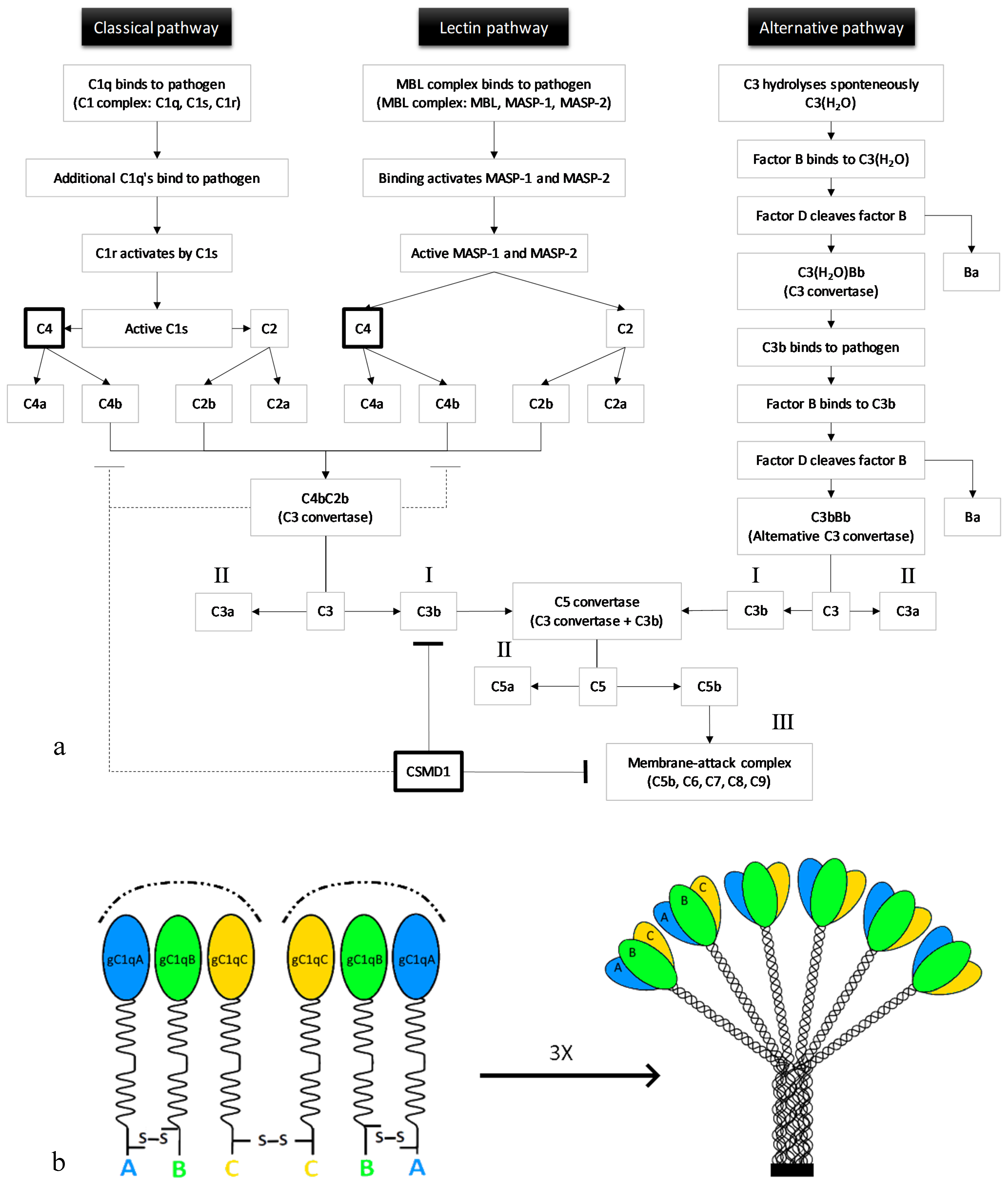 Genes 12 00259 g001 Genes 12 00259 g001