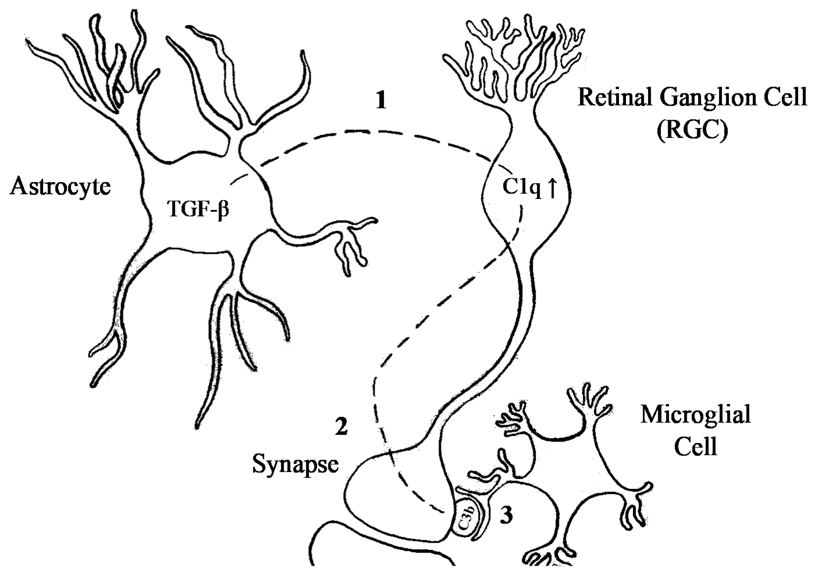 Genes 12 00259 g003 Genes 12 00259 g003