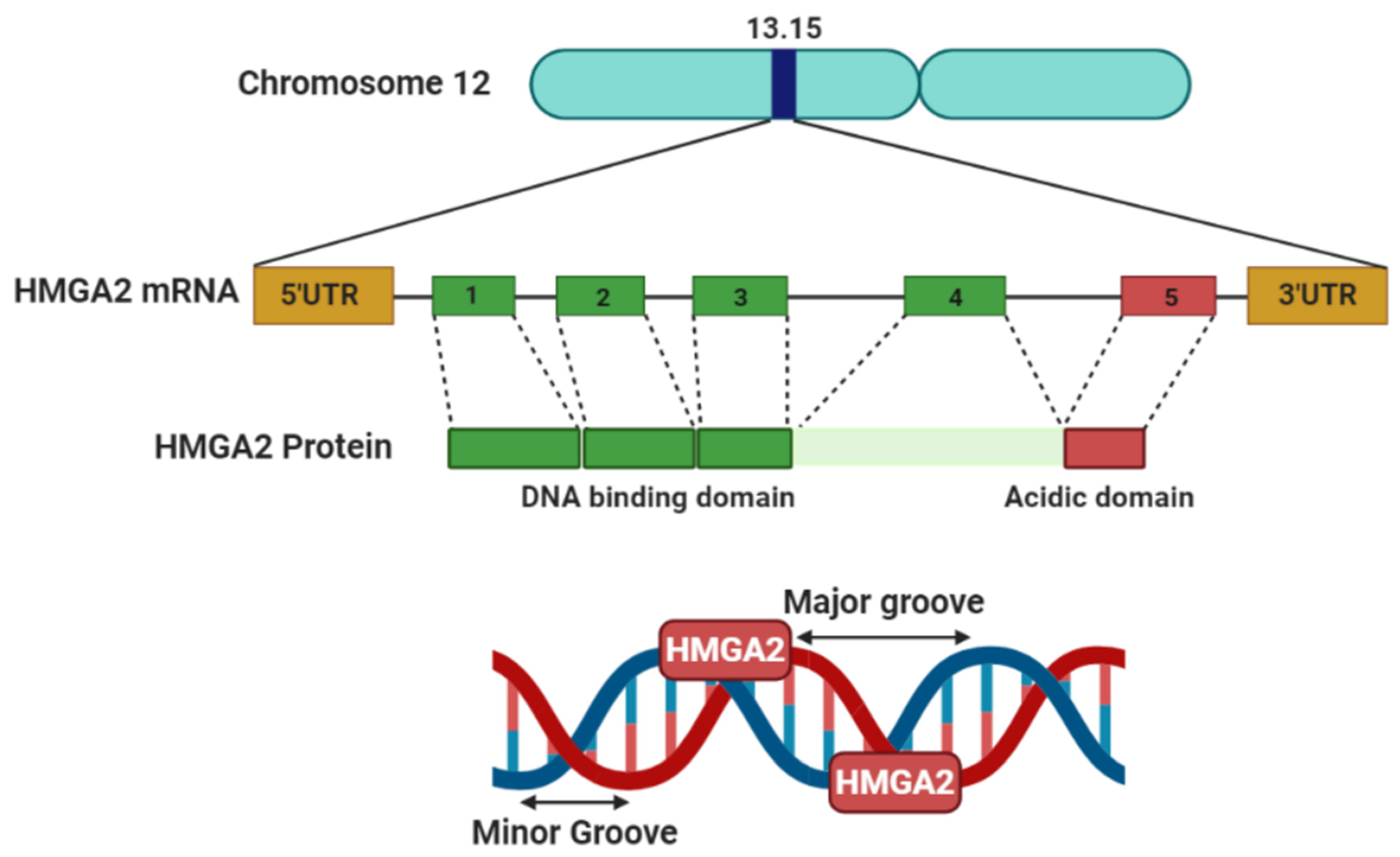 Genes 12 00269 g001