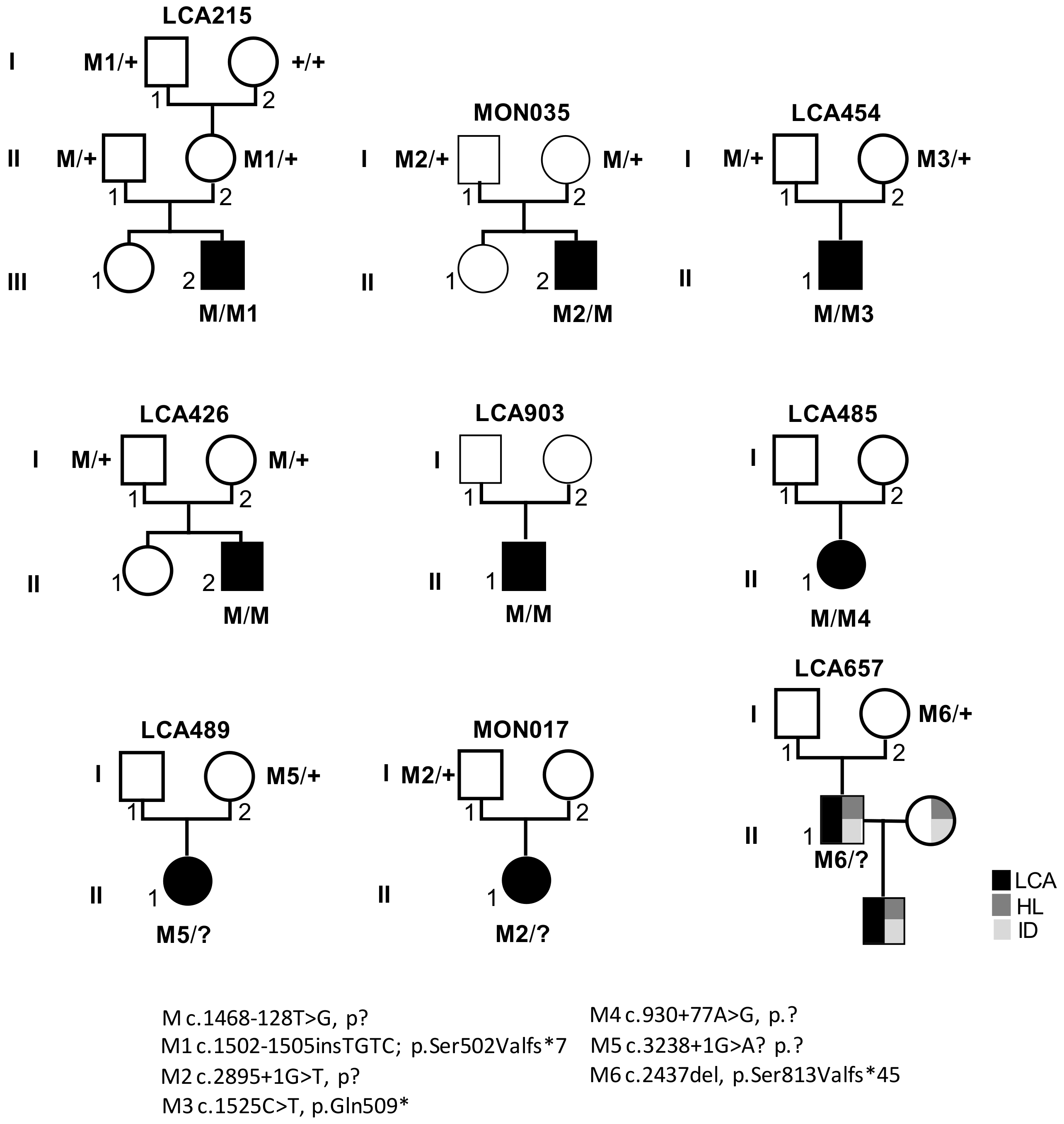 Genes 12 00287 g001
