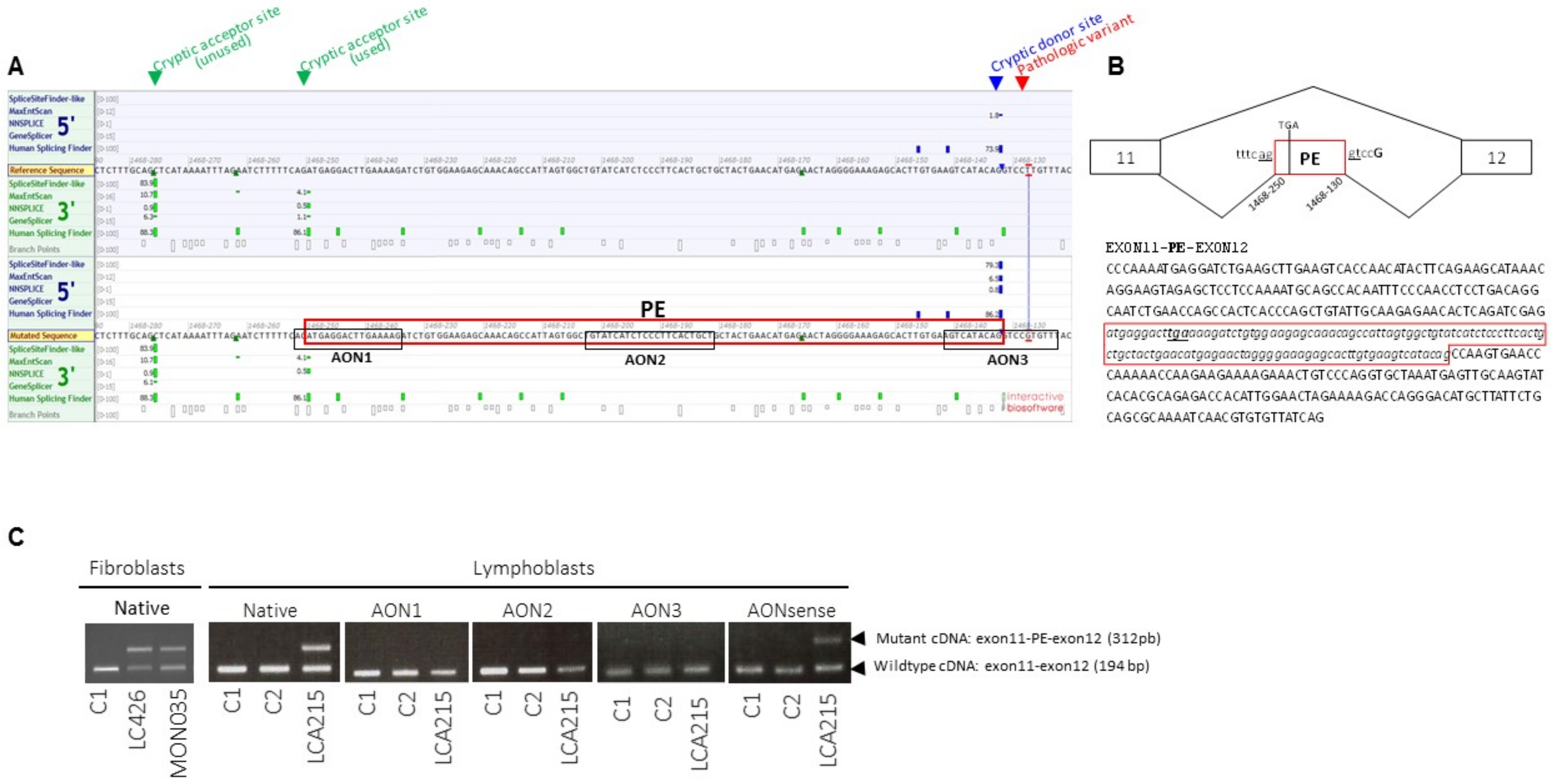 Genes 12 00287 g002