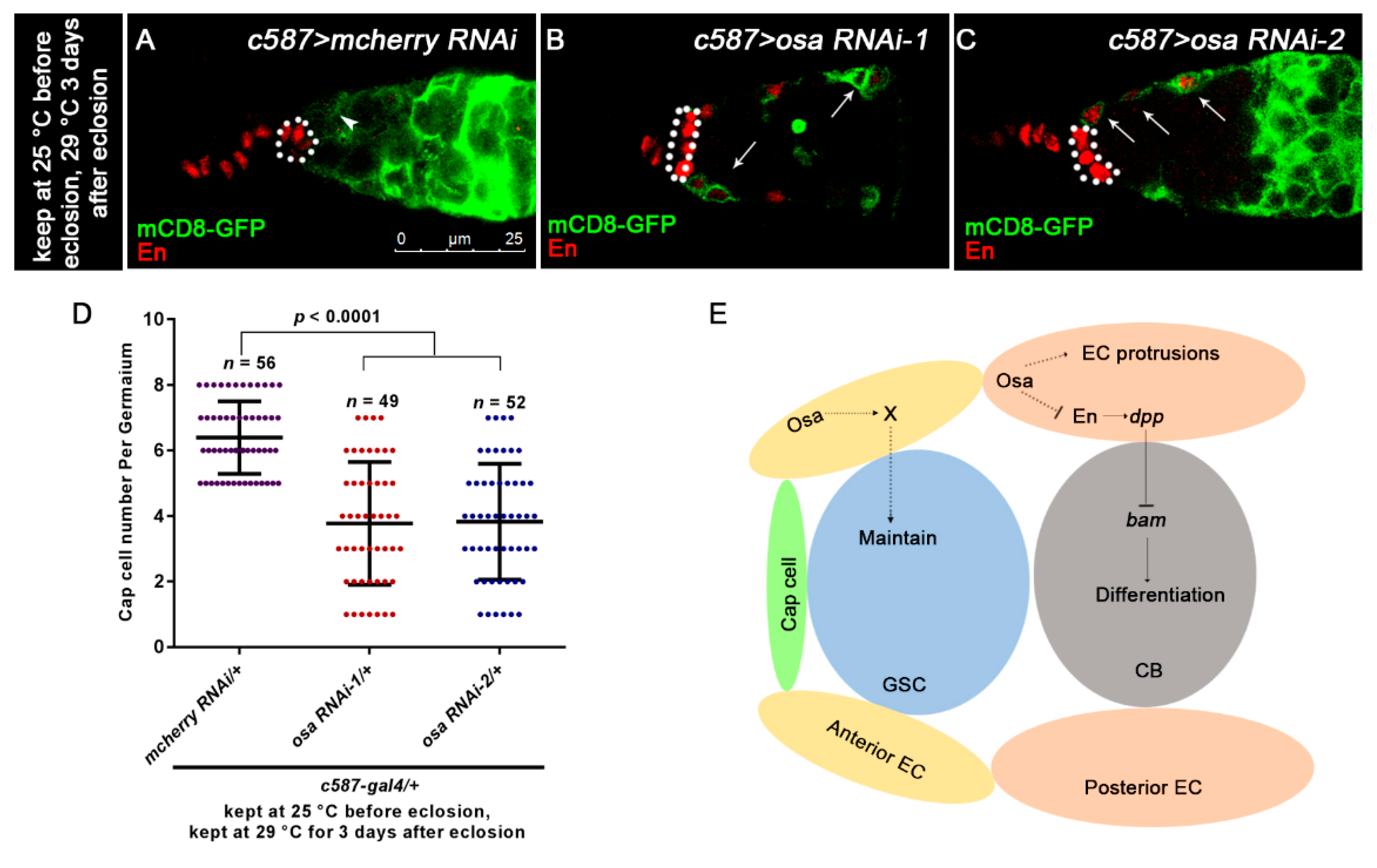 Genes 12 00363 g007