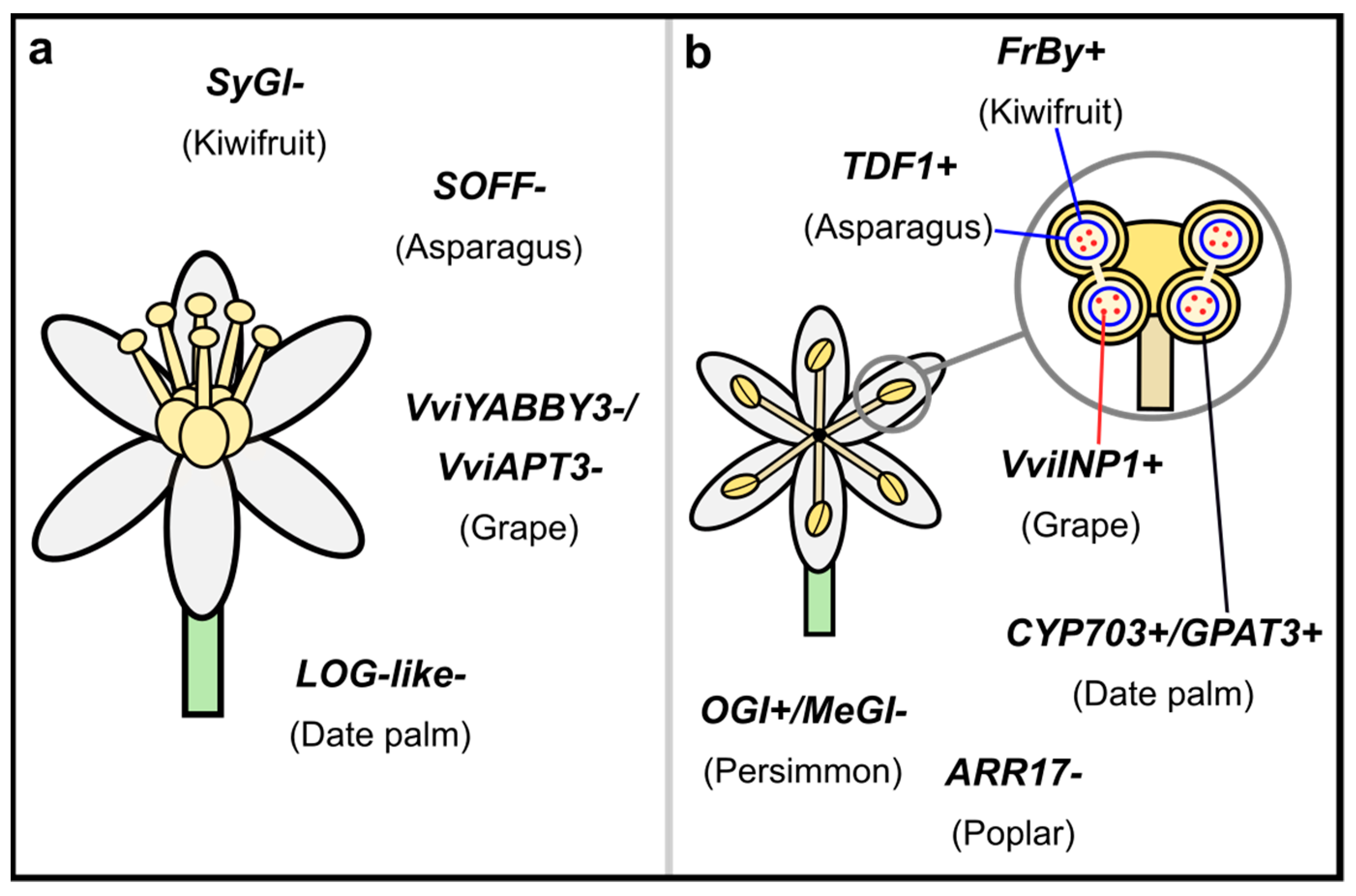 Genes 12 00381 g001
