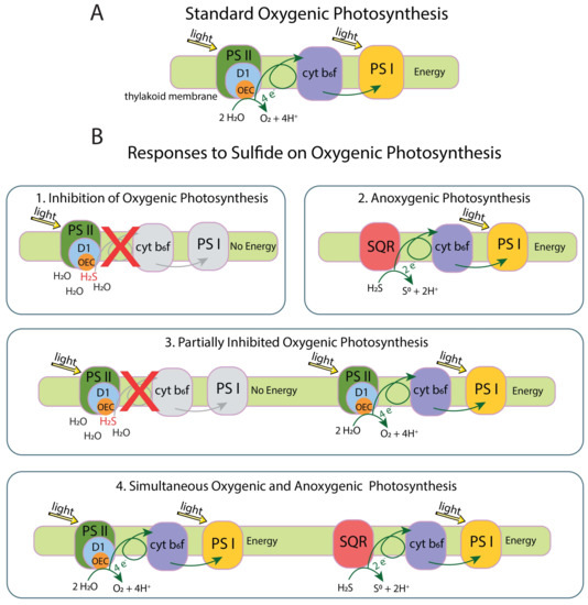 Genes 12 00426 g001