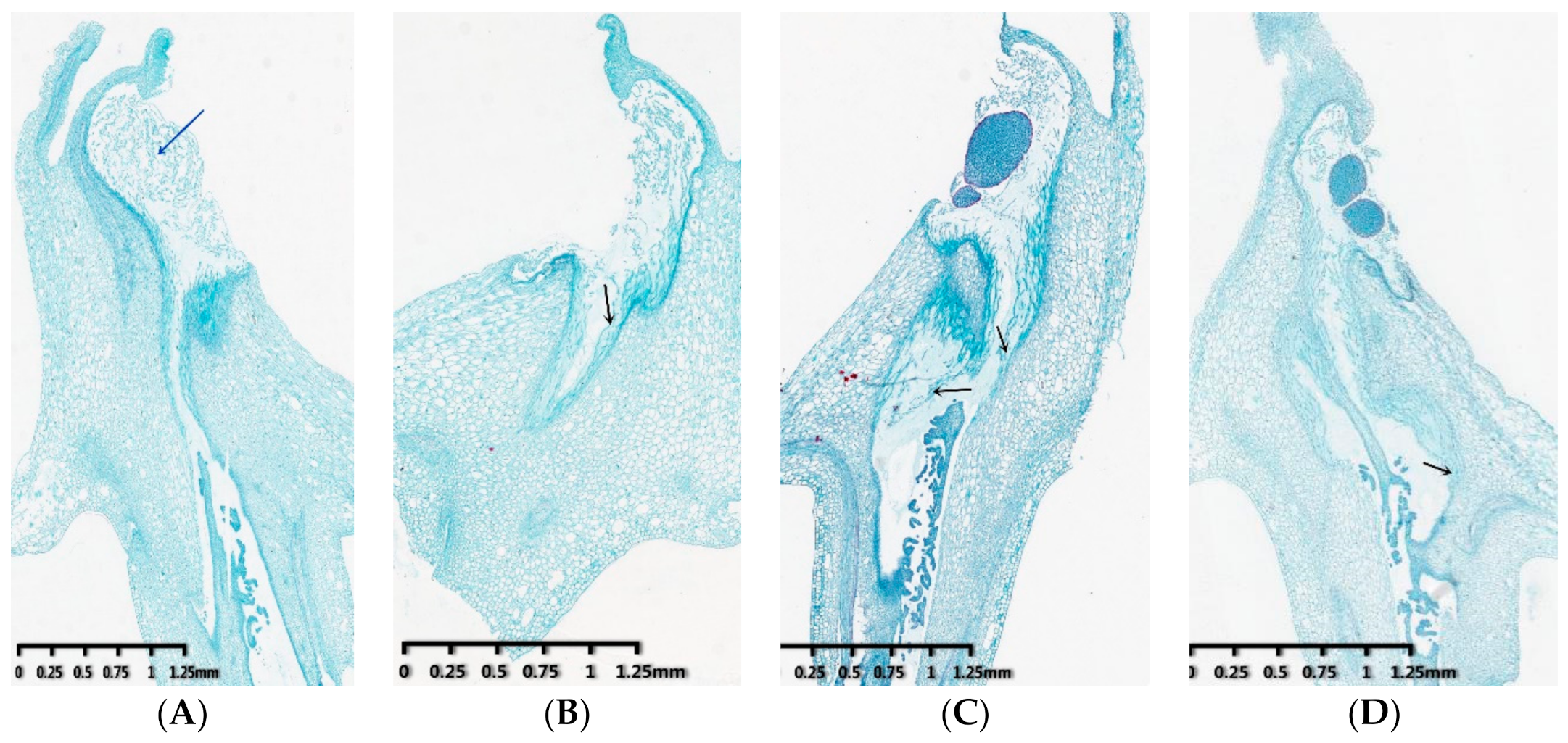 Genes 12 00432 g001a Genes 12 00432 g001a