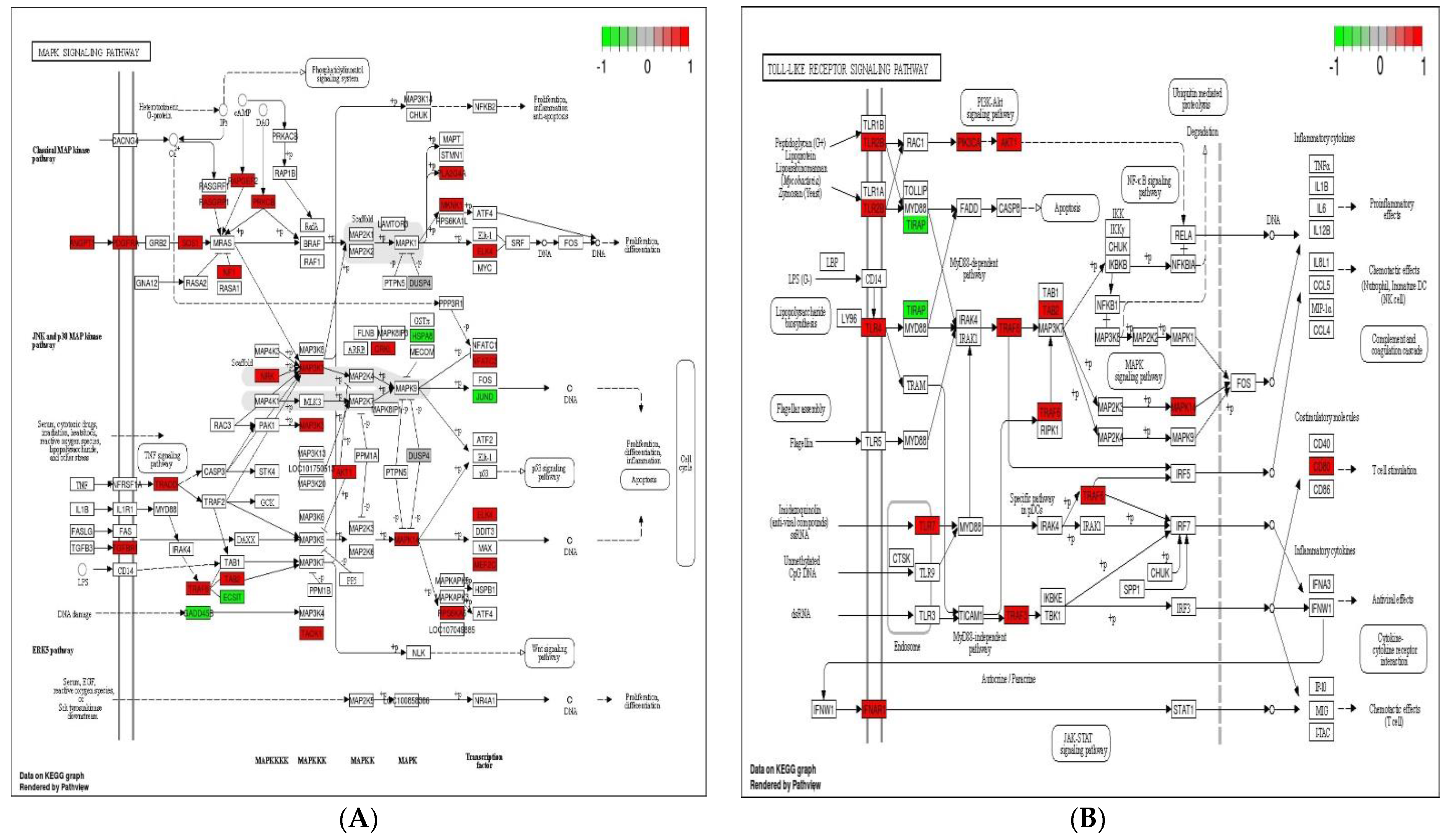 Genes 12 00536 g005a Genes 12 00536 g005a