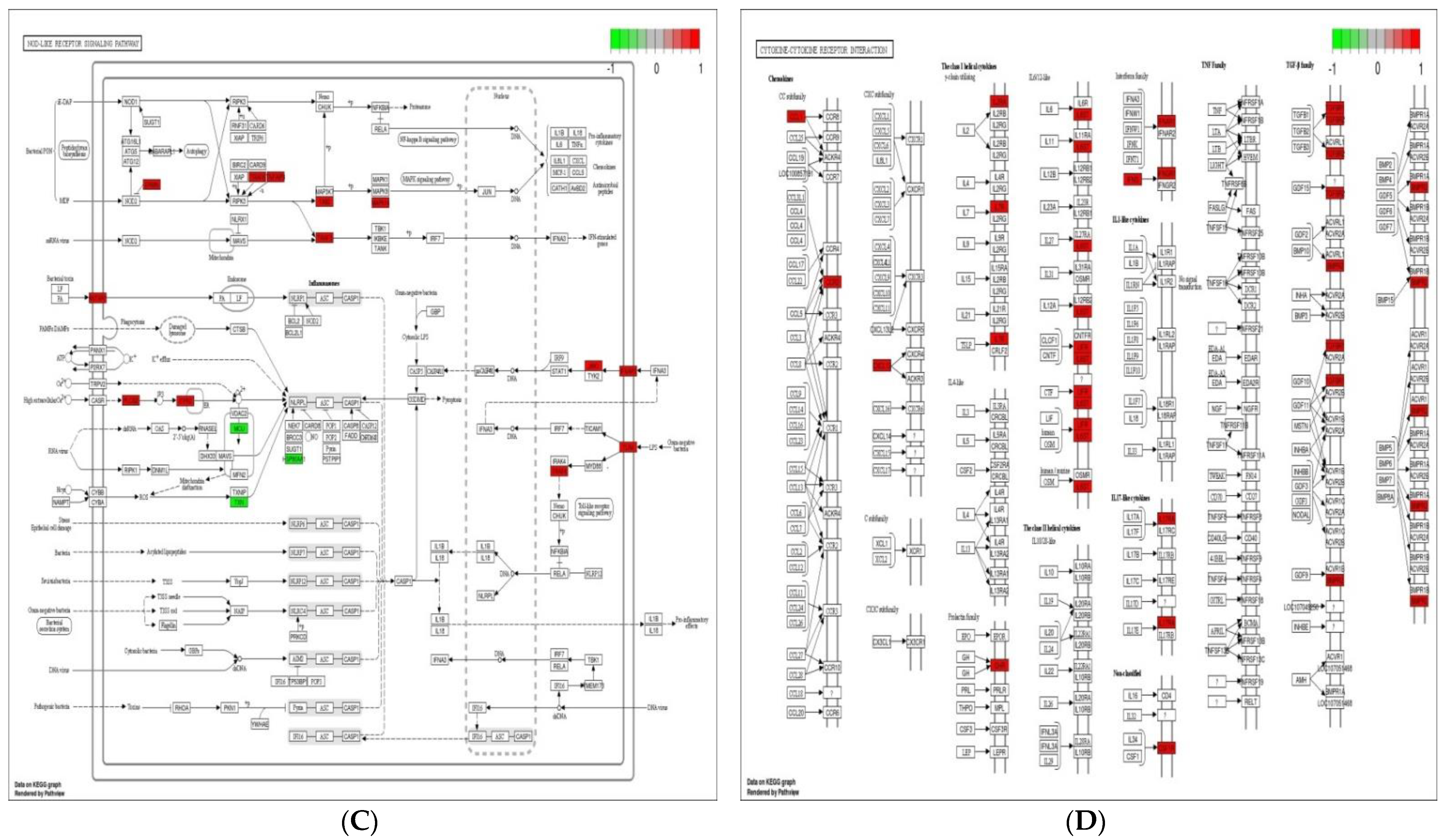 Genes 12 00536 g005b Genes 12 00536 g005b