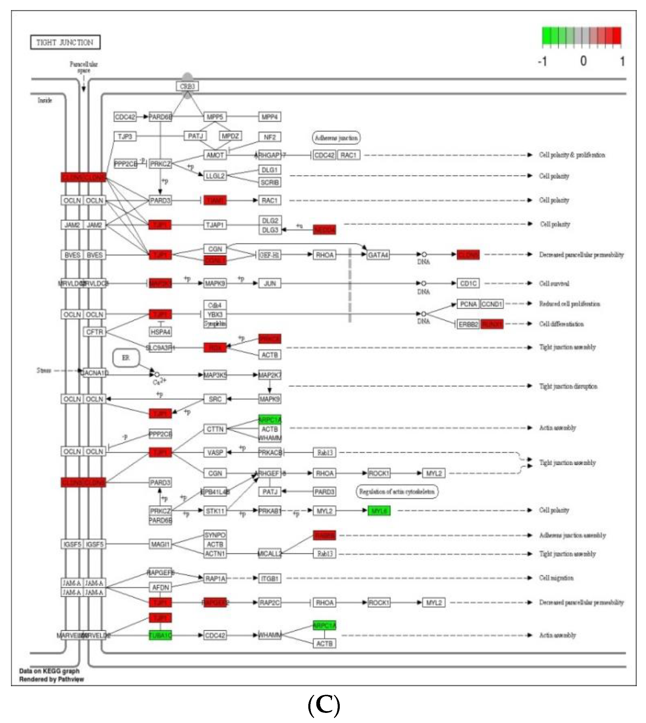 Genes 12 00536 g006b Genes 12 00536 g006b