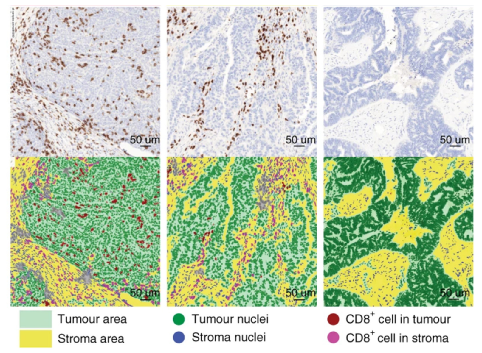 Genes 12 00538 g003 Genes 12 00538 g003