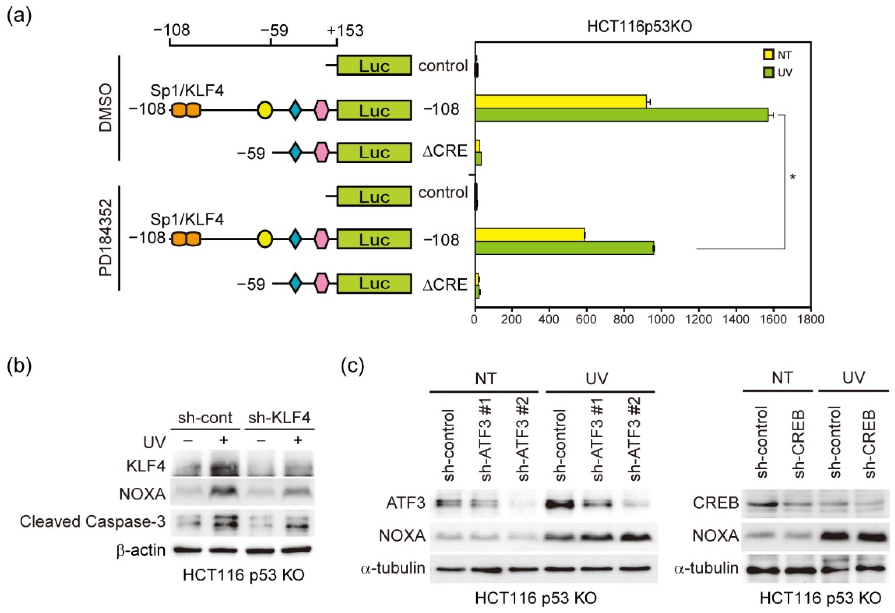 Genes 12 00539 g004 Genes 12 00539 g004