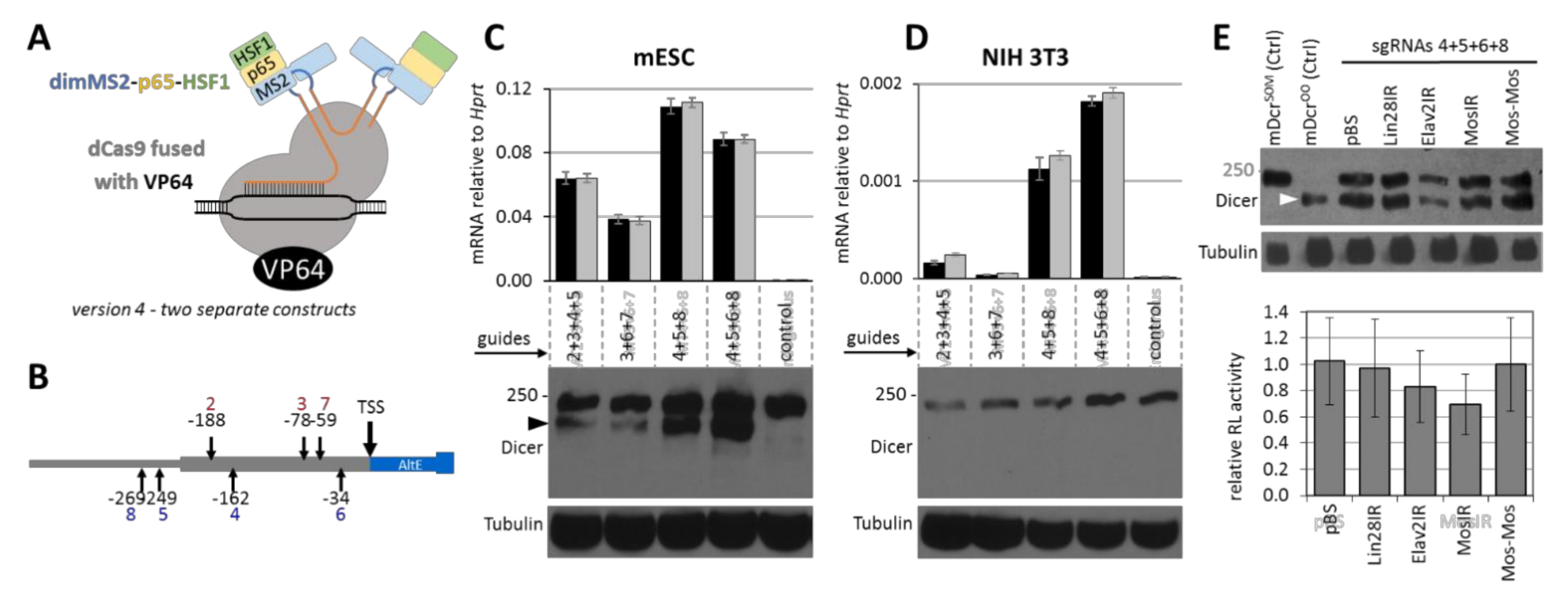 Genes 12 00540 g004 Genes 12 00540 g004