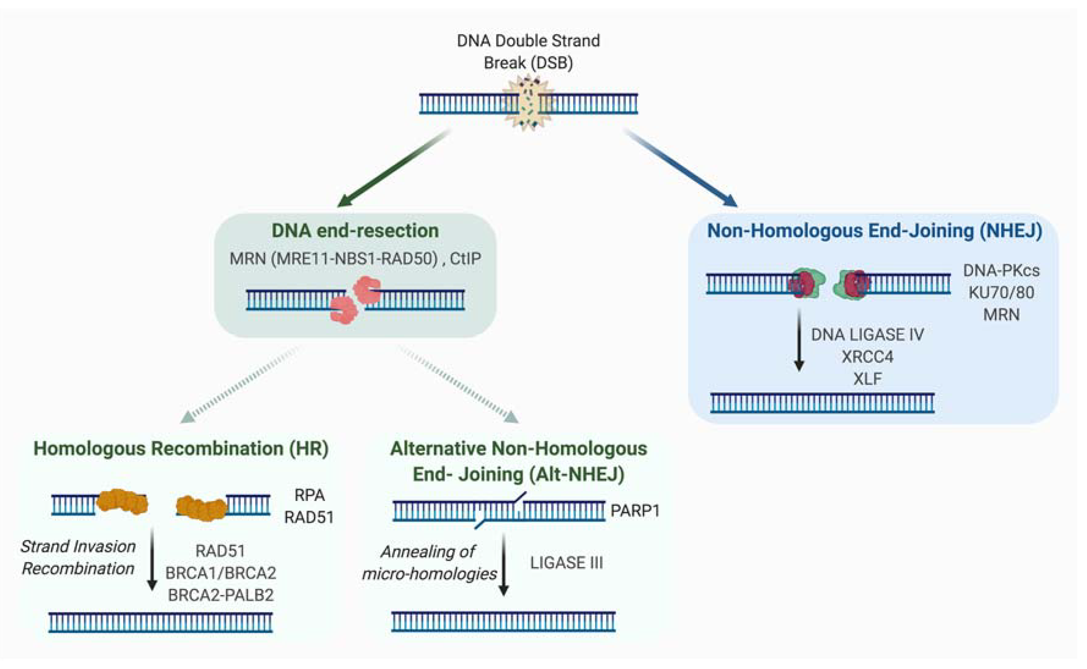 Genes 12 00552 g001 Genes 12 00552 g001