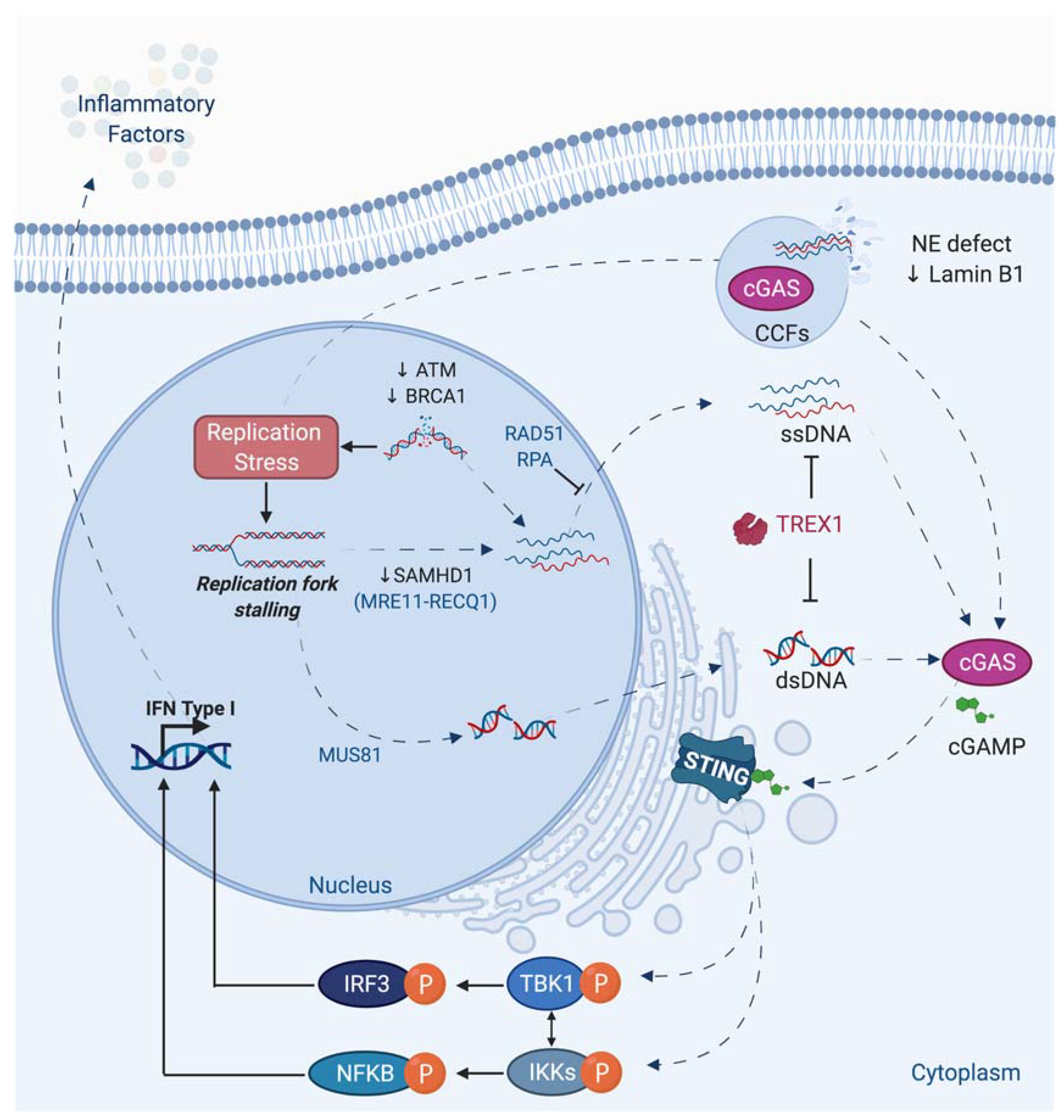 Genes 12 00552 g005 Genes 12 00552 g005