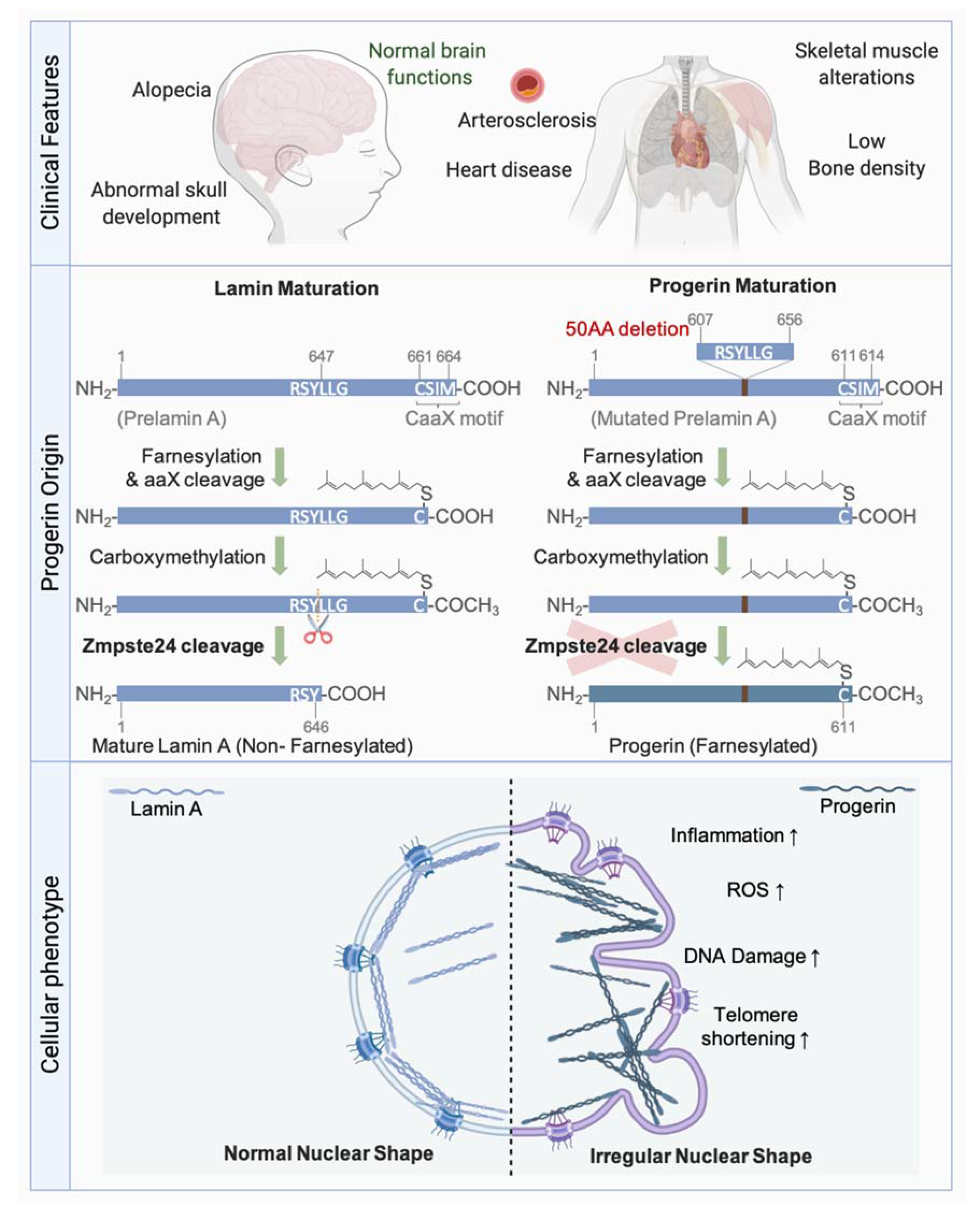 Genes 12 00552 g006 Genes 12 00552 g006