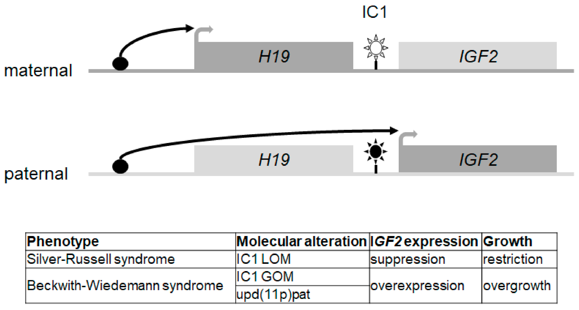 Genes 12 00585 g001