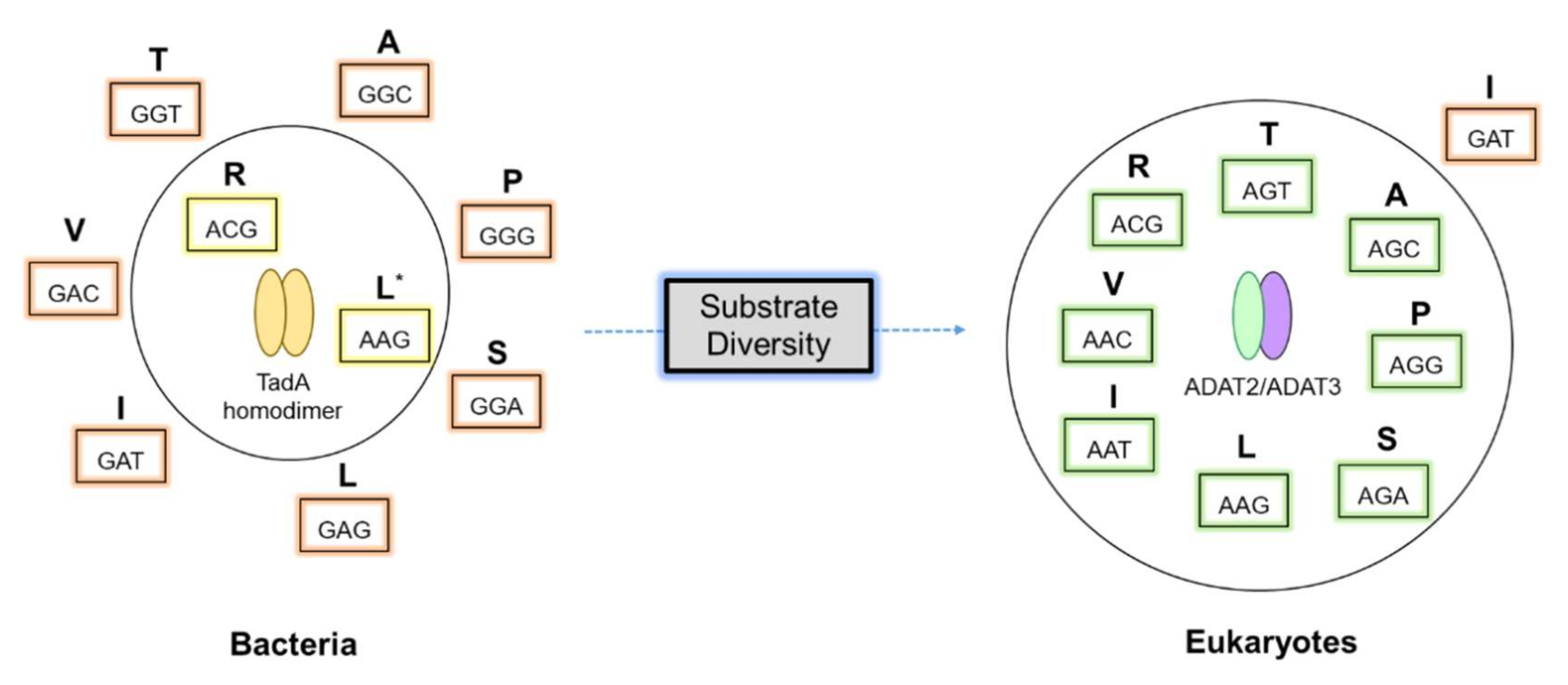 Genes 12 00600 g004