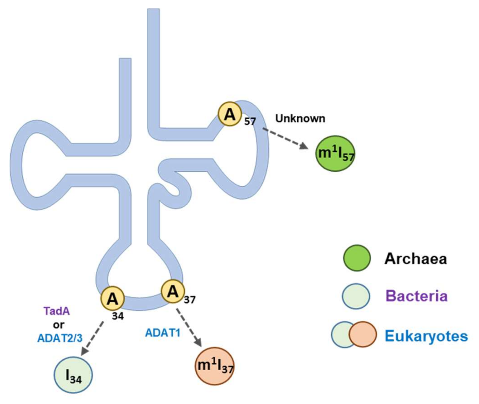 Genes 12 00600 g005