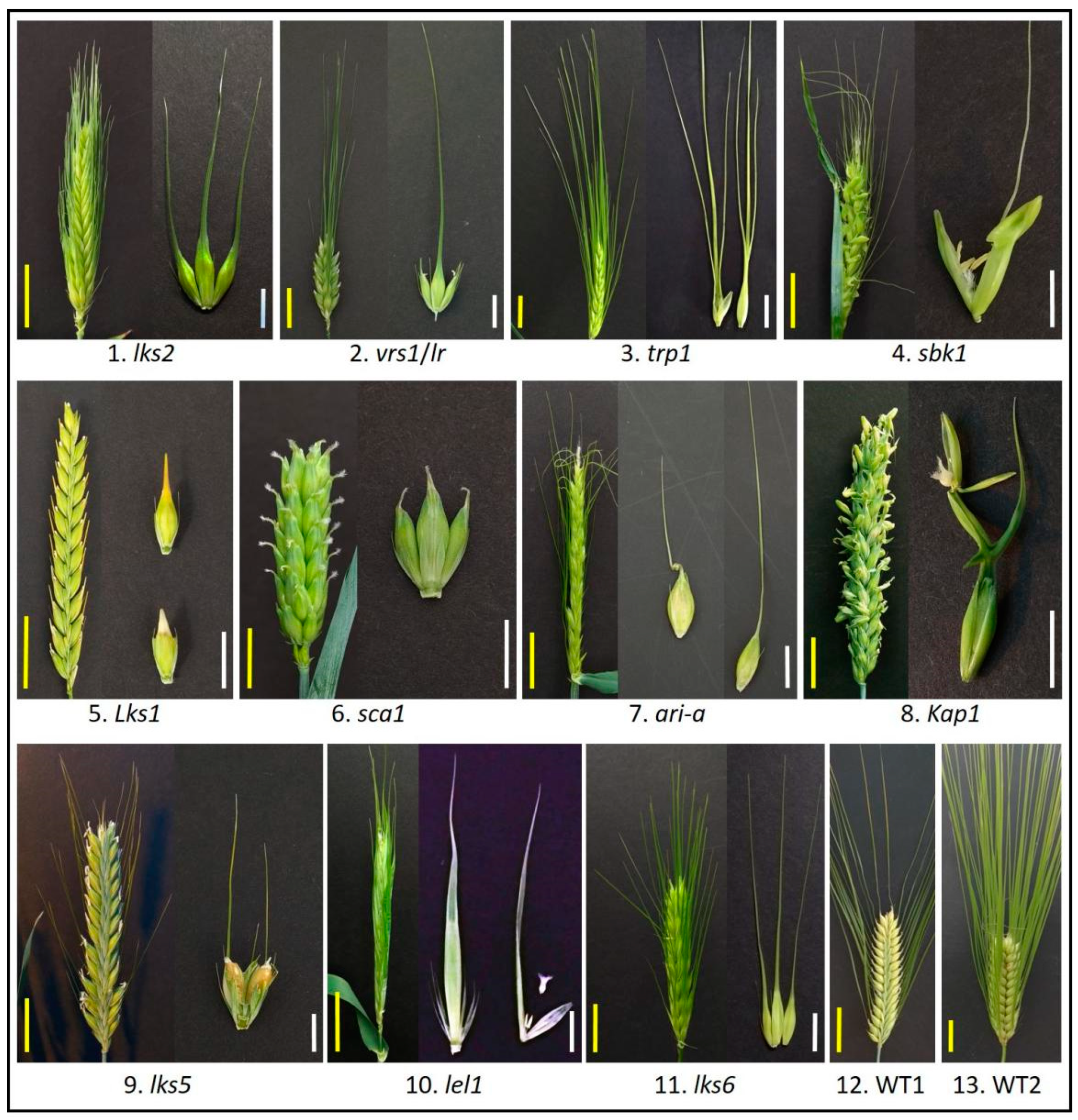 Genes 12 00606 g001 Genes 12 00606 g001