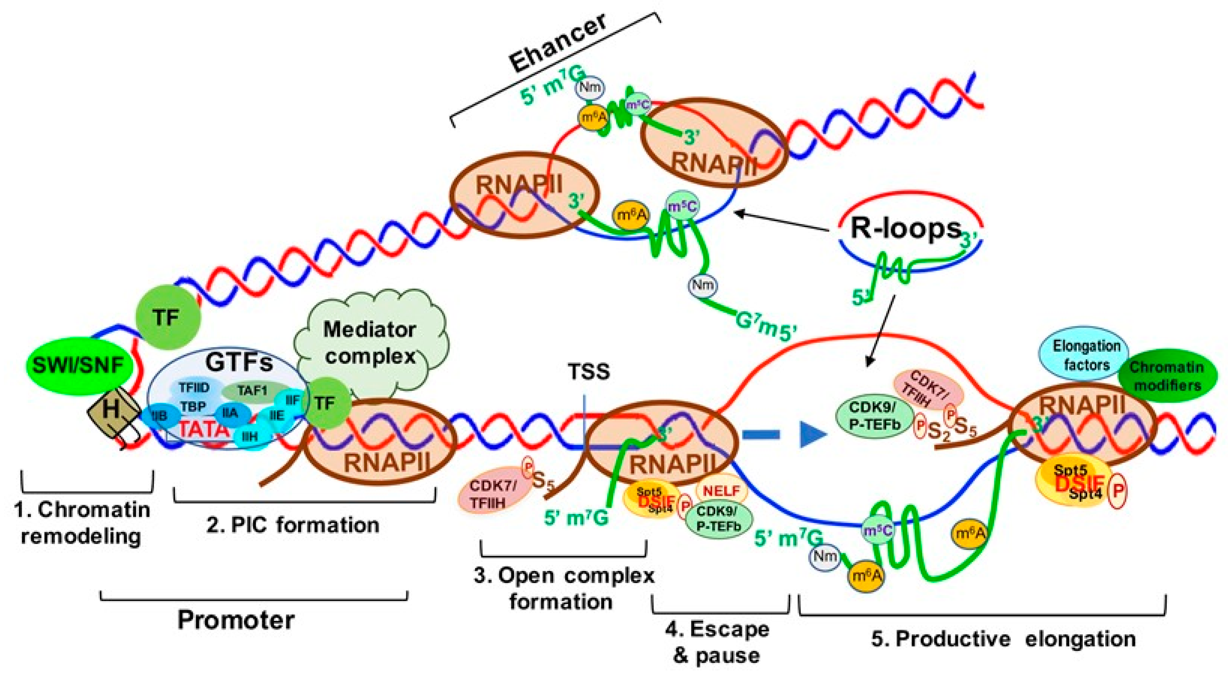 Genes 12 00627 g005 Genes 12 00627 g005