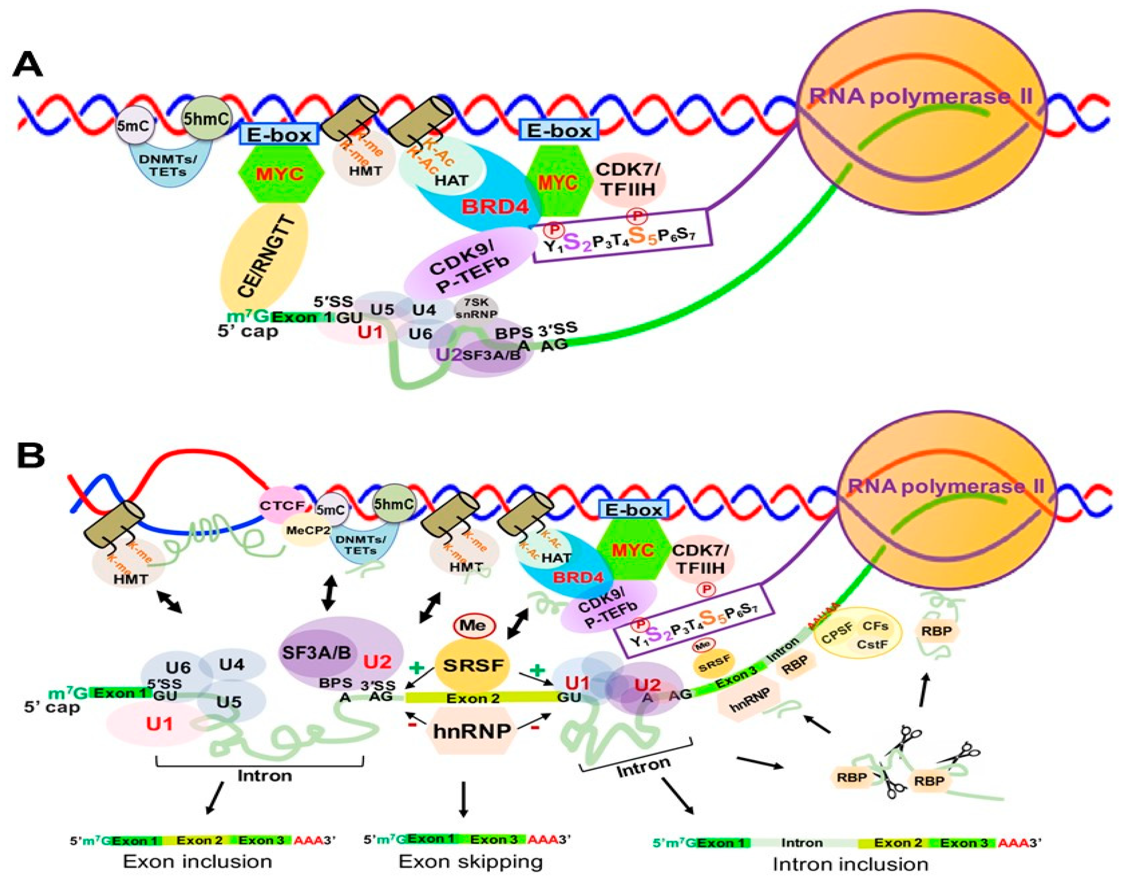 Genes 12 00627 g007 Genes 12 00627 g007