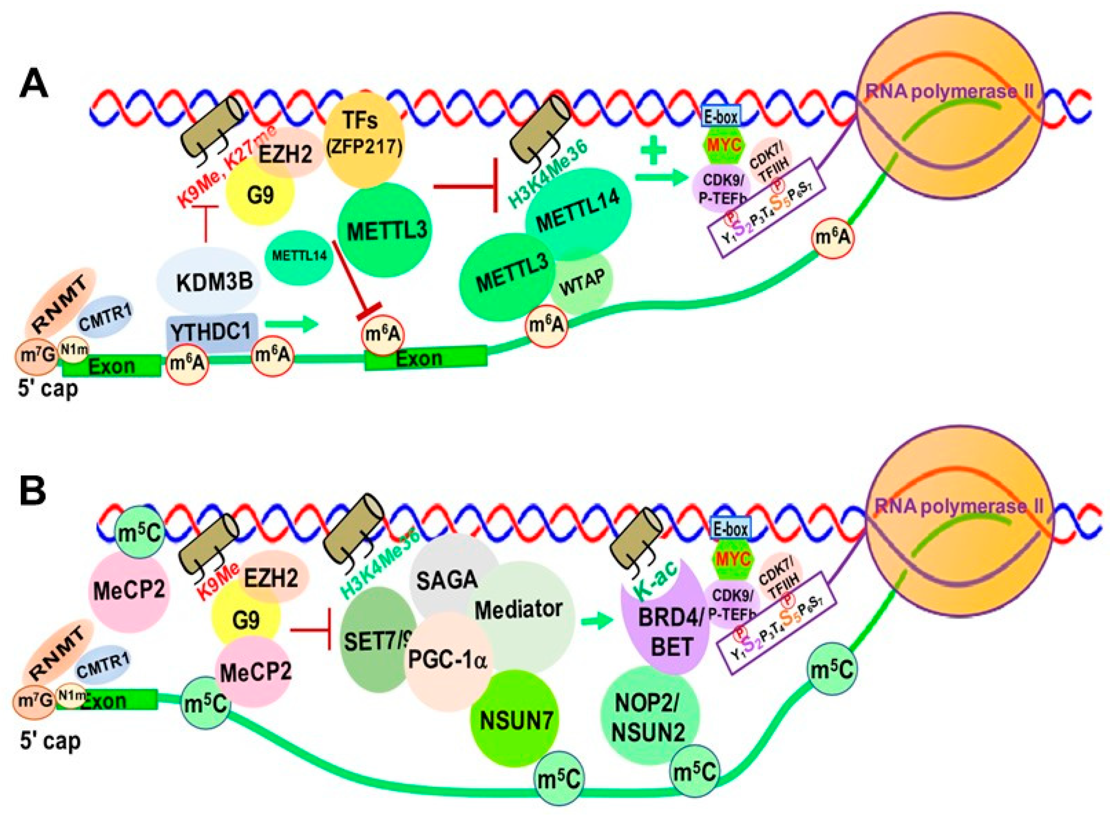 Genes 12 00627 g008 Genes 12 00627 g008