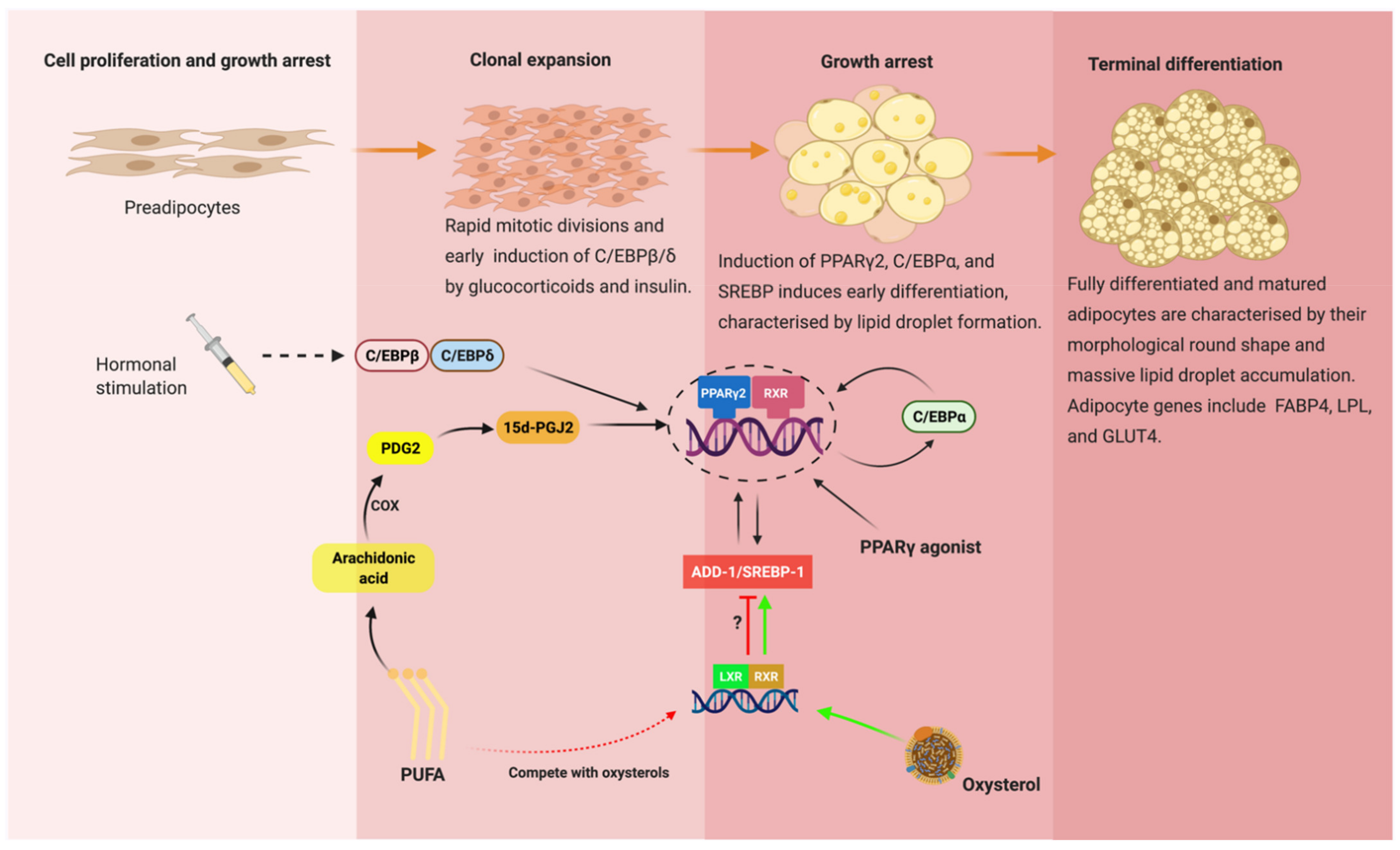 Genes 12 00645 g002