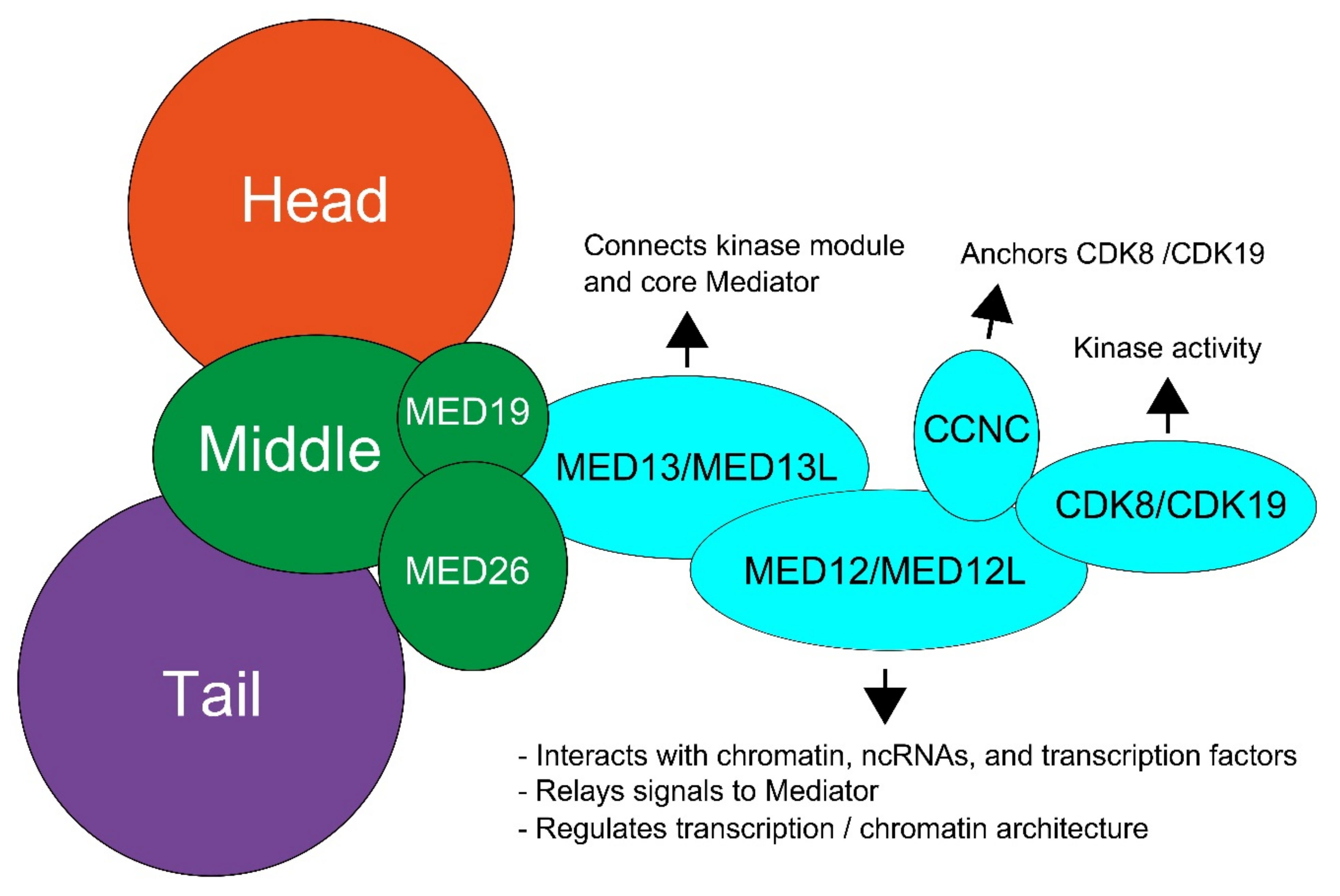 Genes 12 00663 g001 Genes 12 00663 g001
