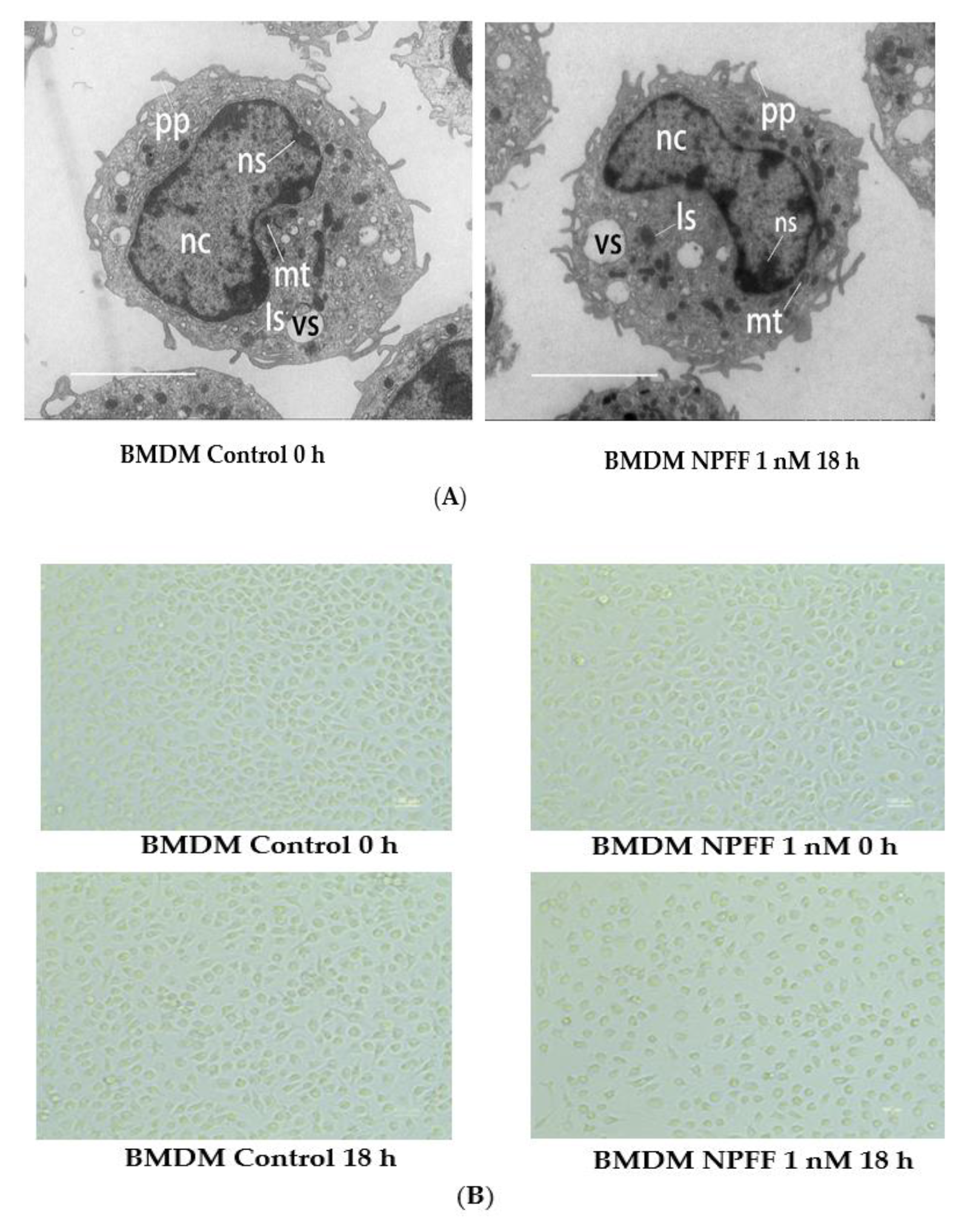Genes 12 00705 g002a Genes 12 00705 g002a
