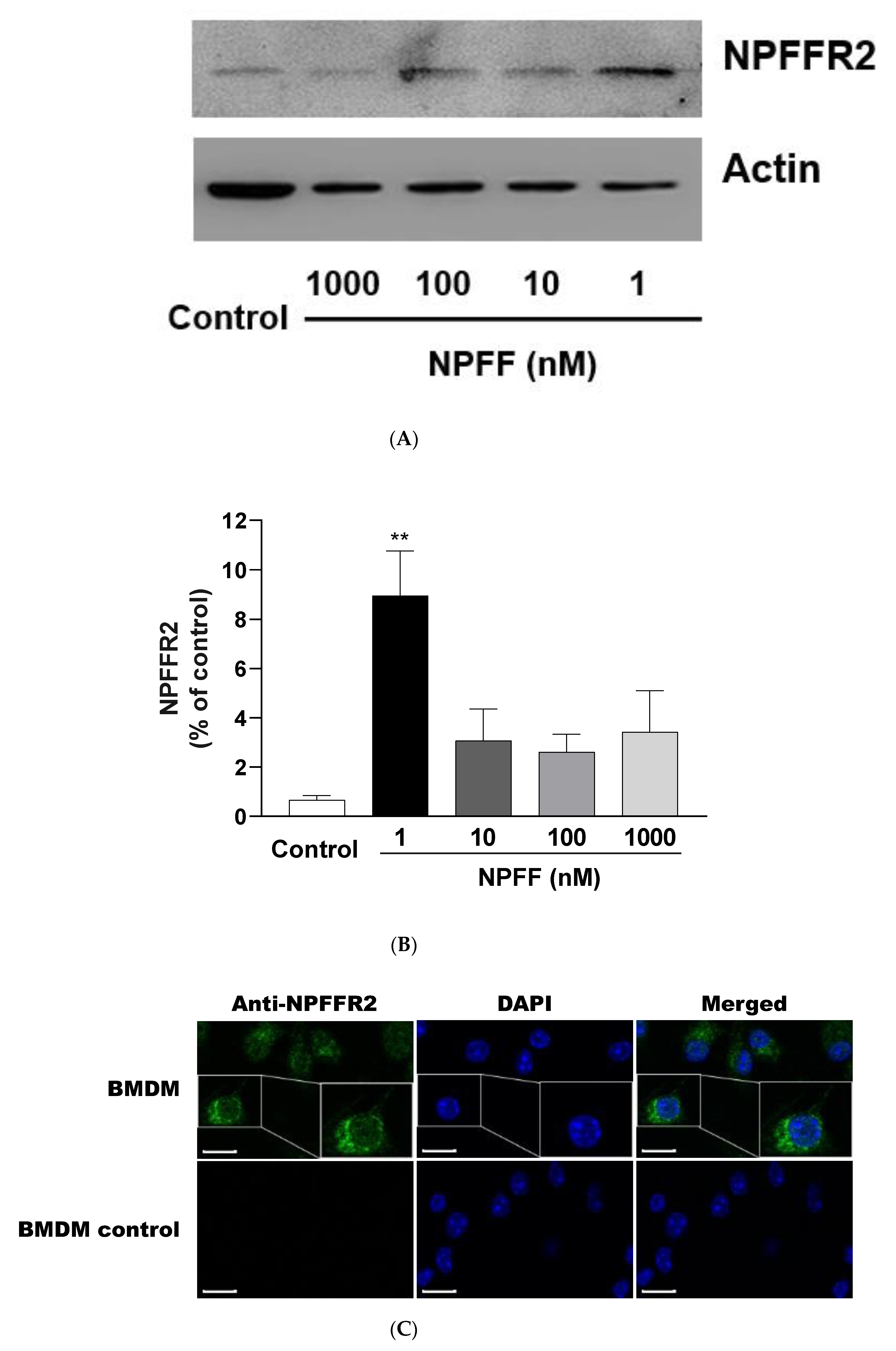 Genes 12 00705 g010 Genes 12 00705 g010