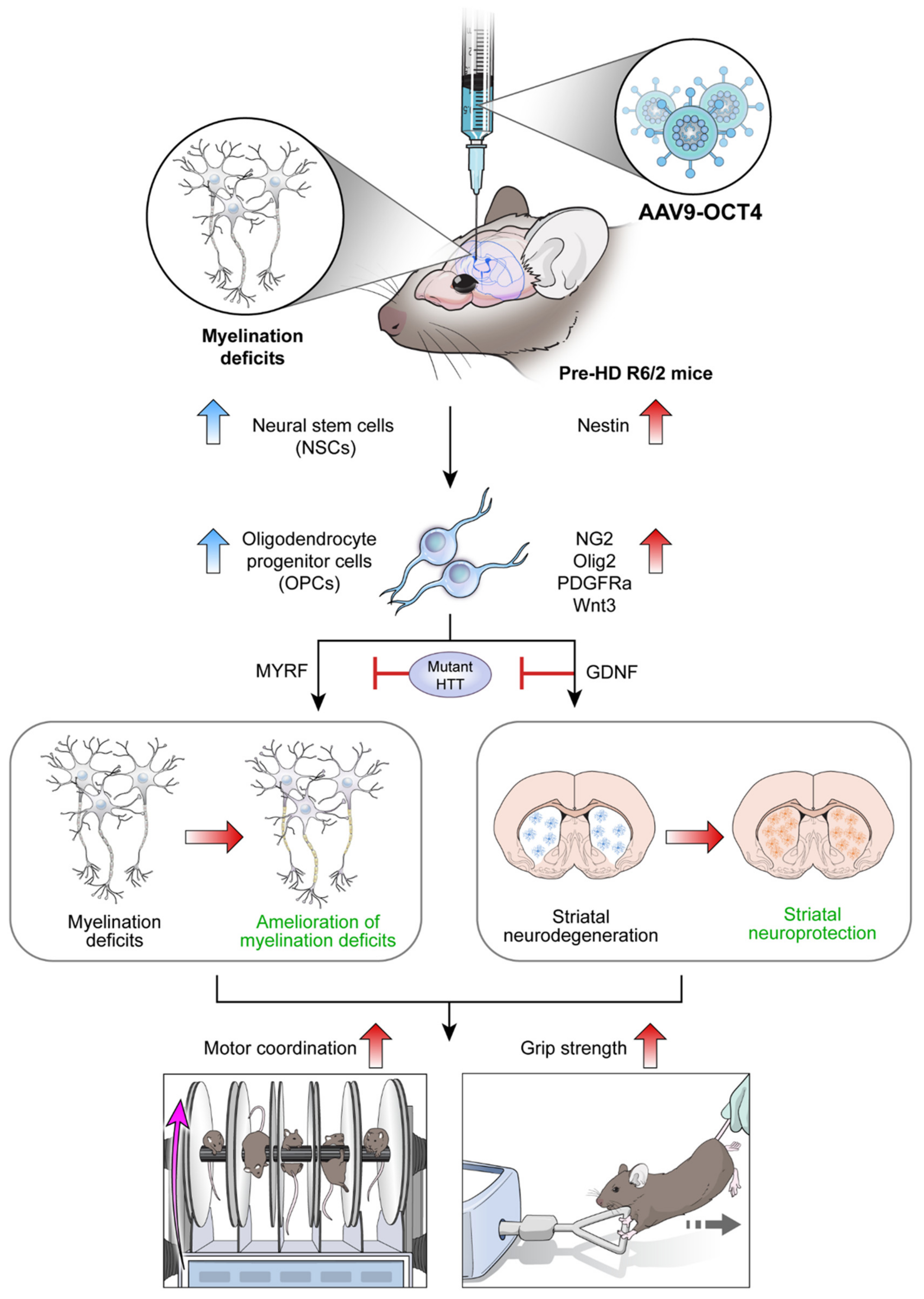 Genes 12 00712 g007 Genes 12 00712 g007