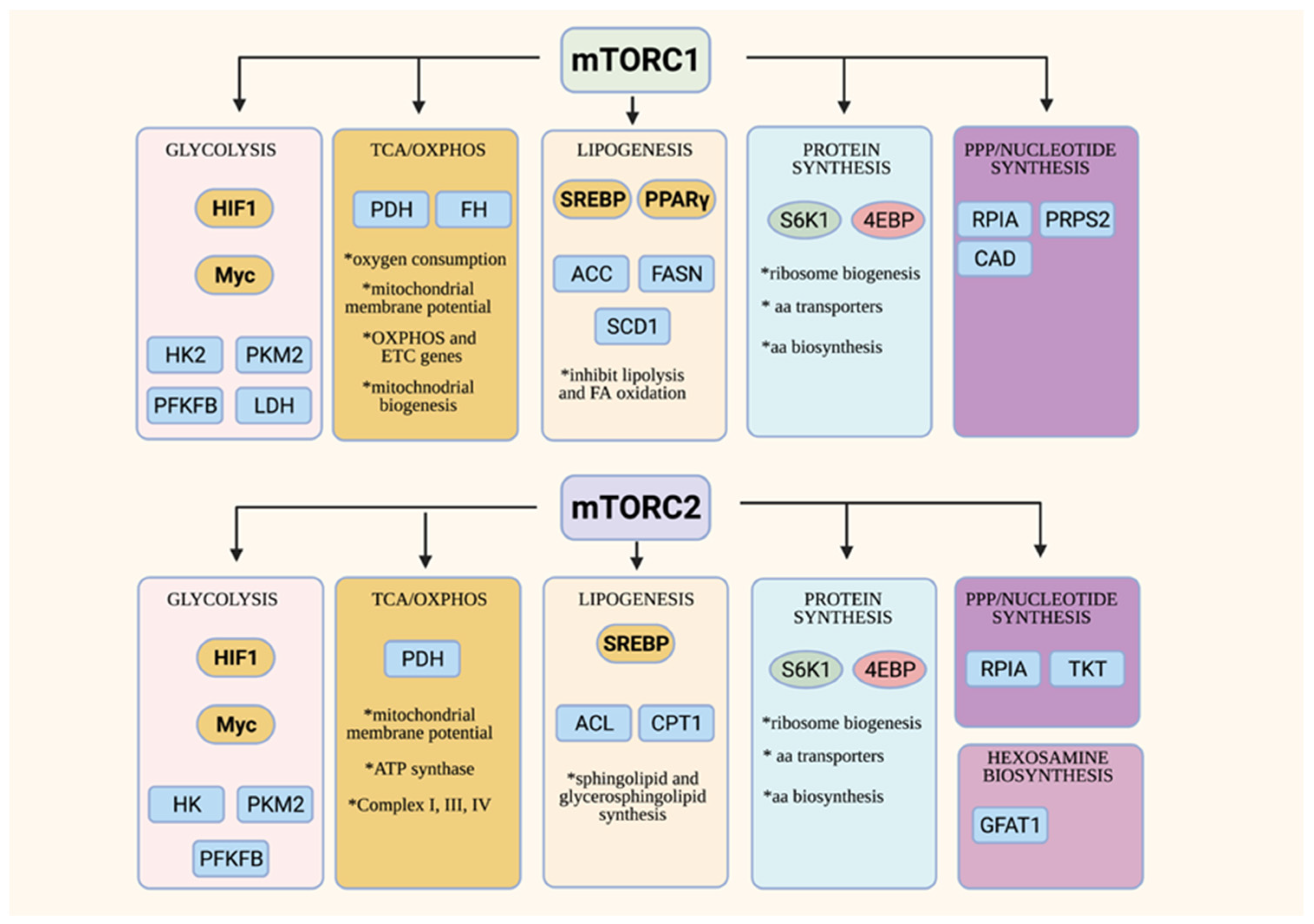 Genes 12 00728 g002