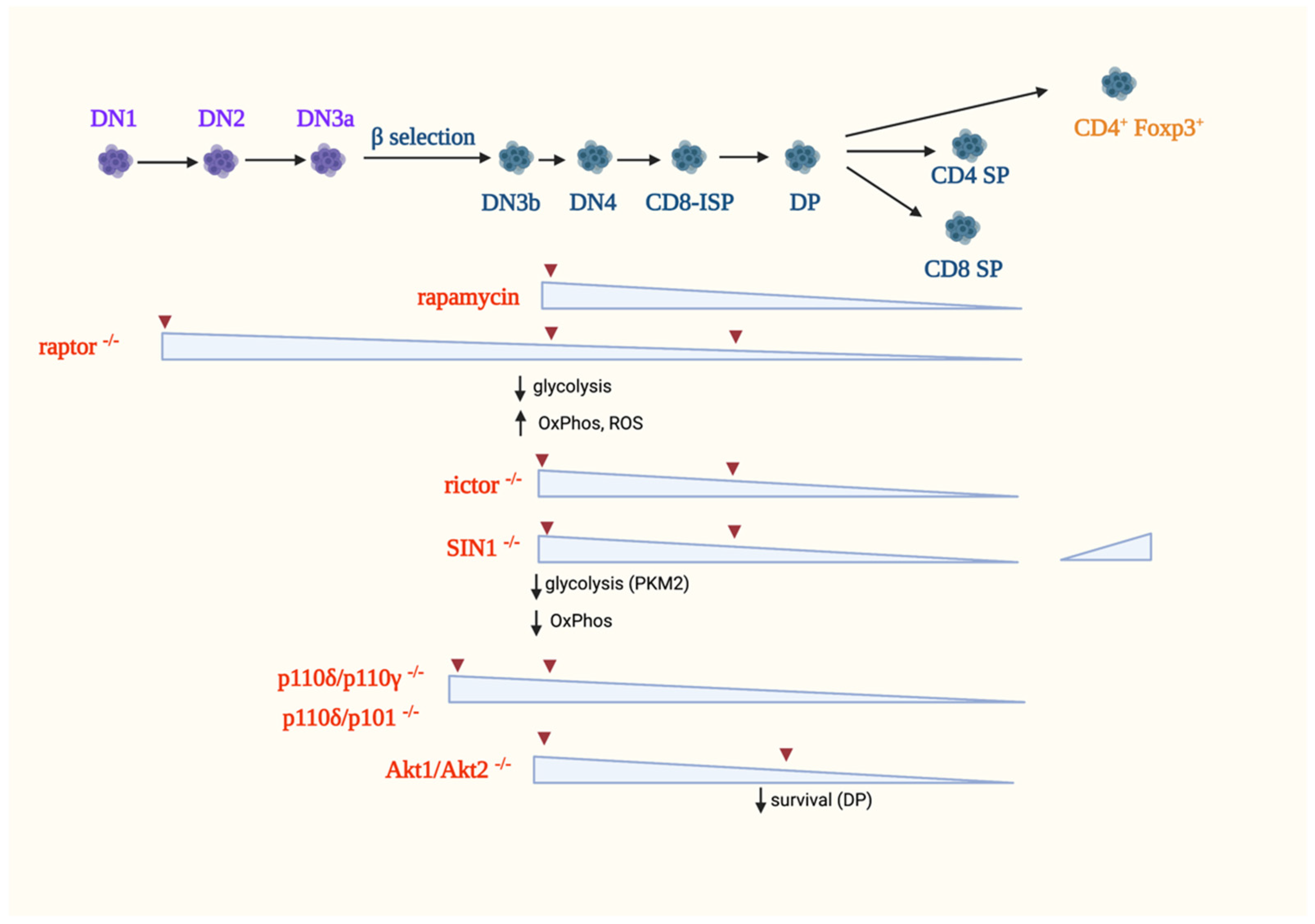 Genes 12 00728 g004