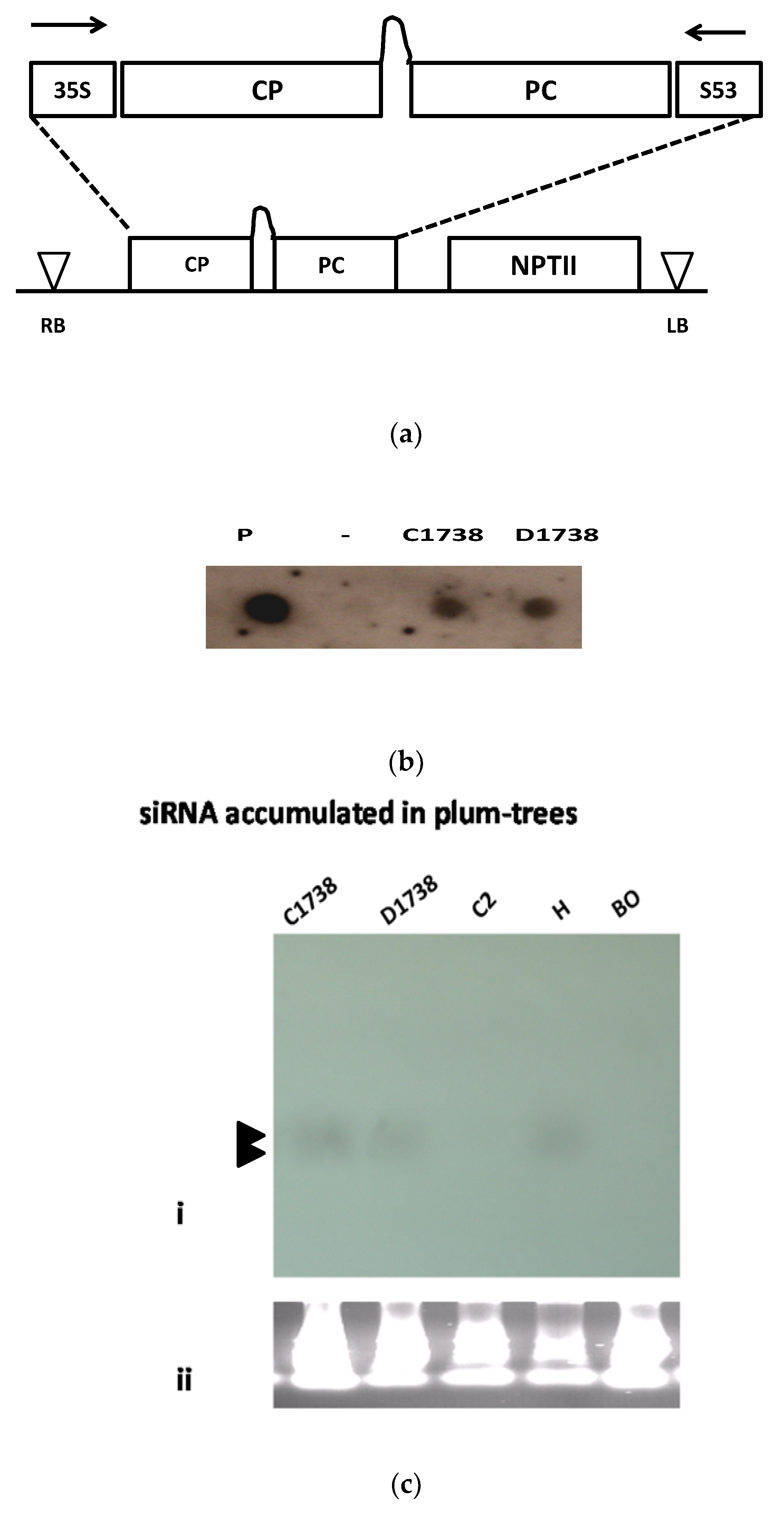 Genes 12 00816 g001a Genes 12 00816 g001a