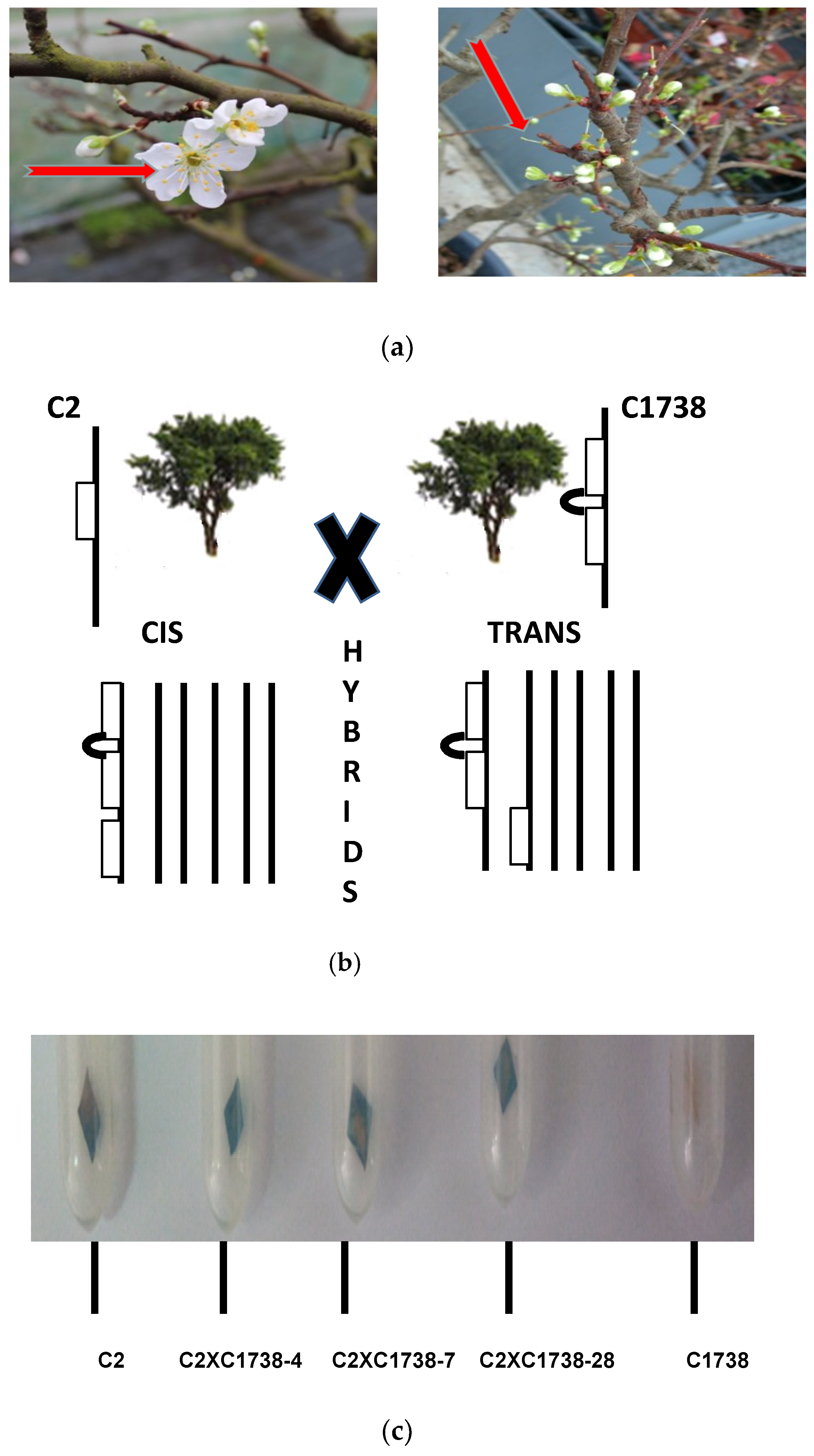 Genes 12 00816 g002 Genes 12 00816 g002