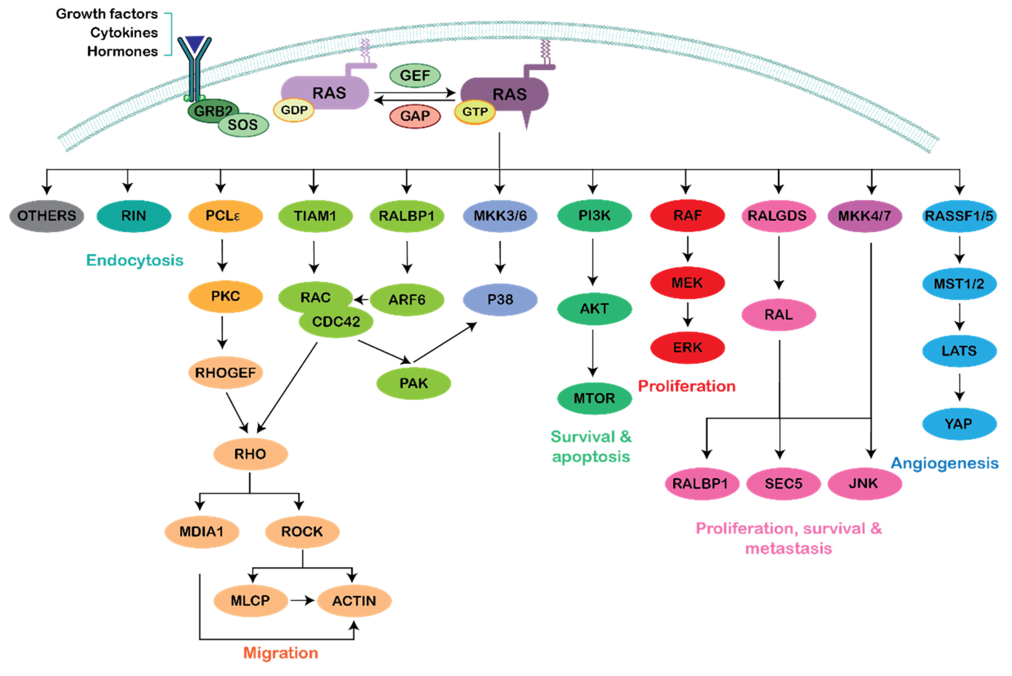 Genes 12 00819 g001