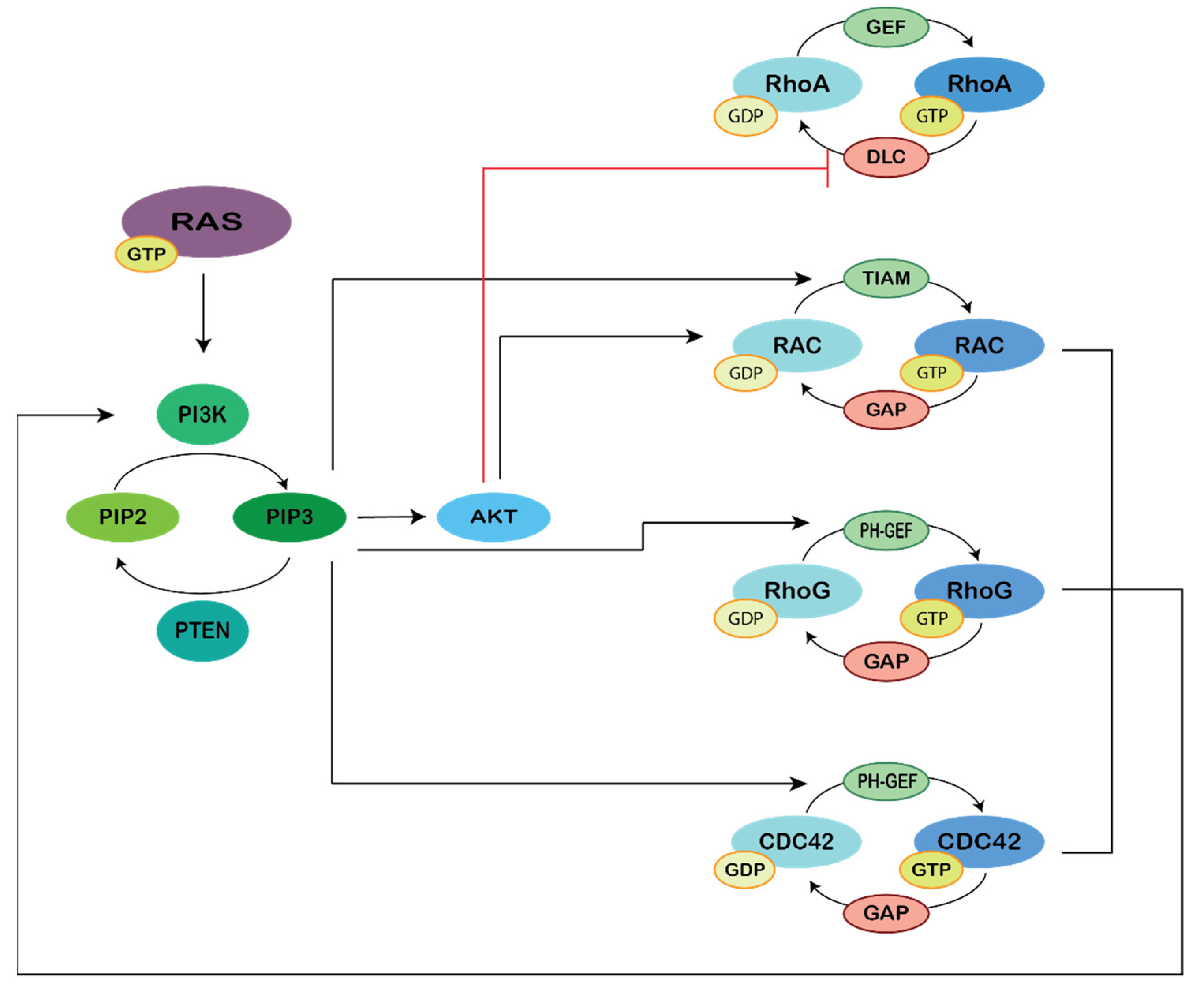 Genes 12 00819 g002