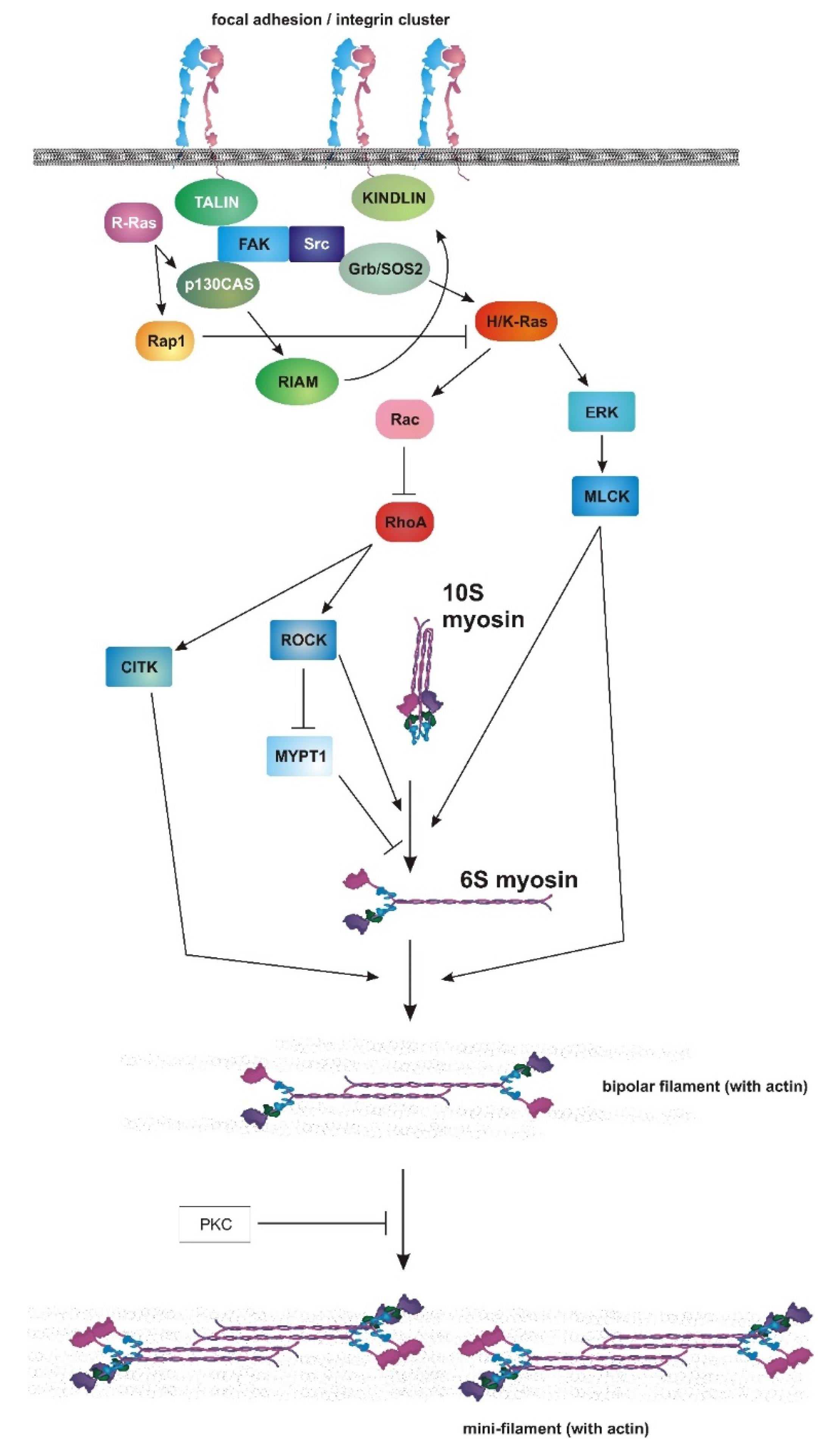 Genes 12 00819 g003