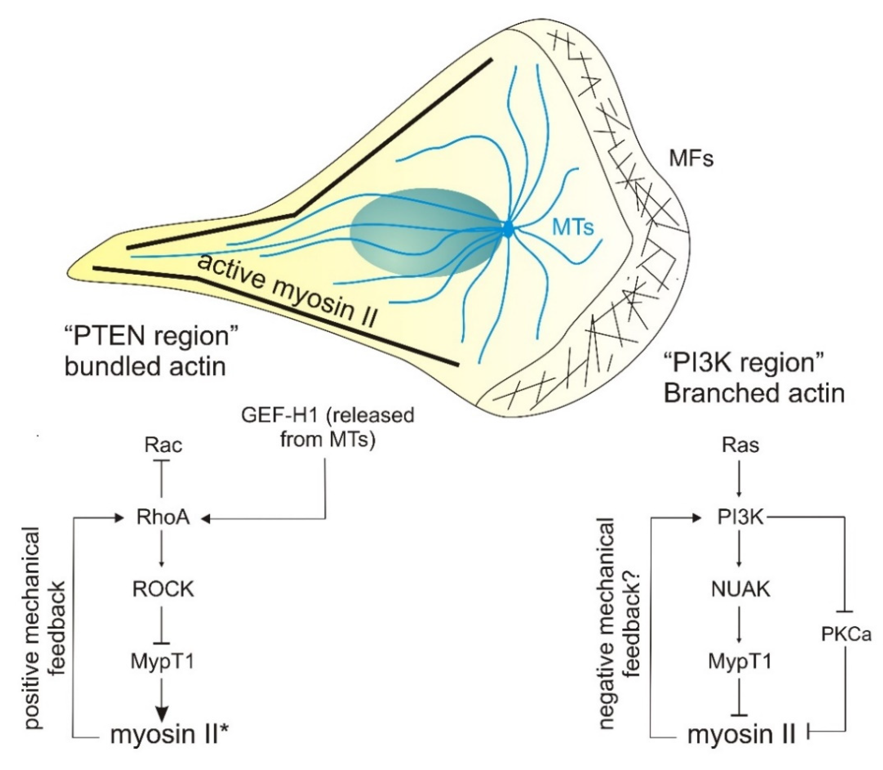 Genes 12 00819 g004