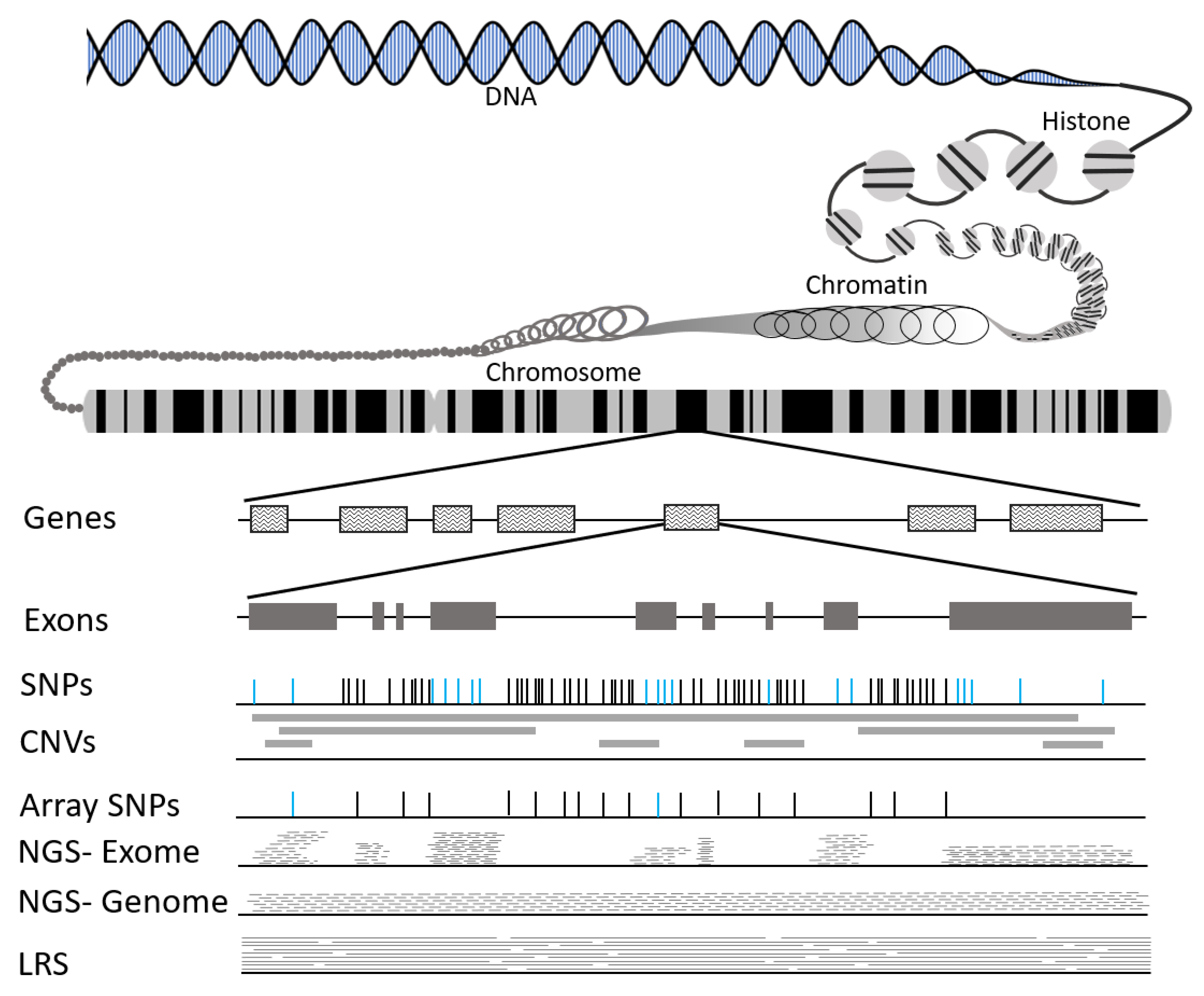Genes 12 00827 g001