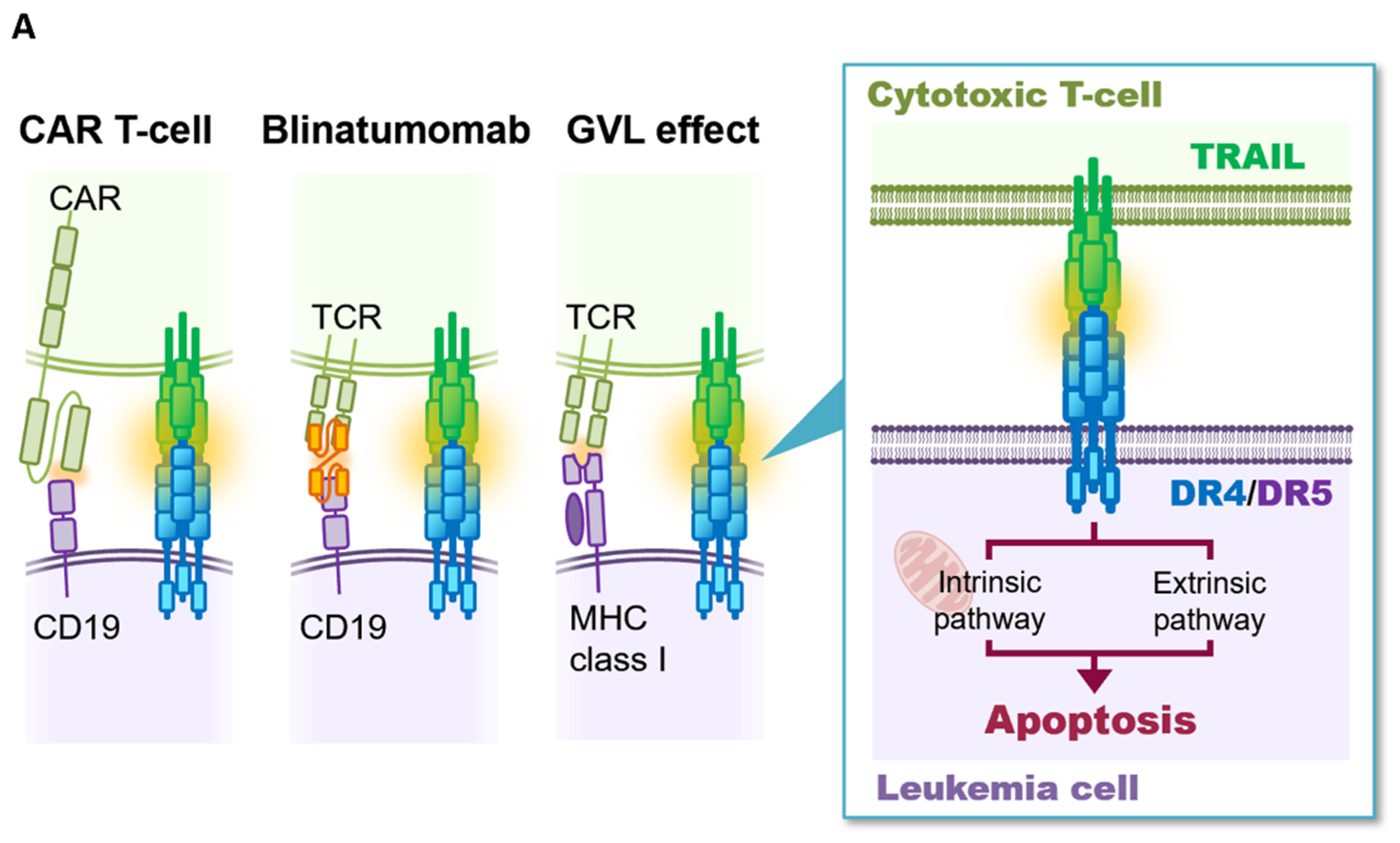 Genes 12 00864 g001a