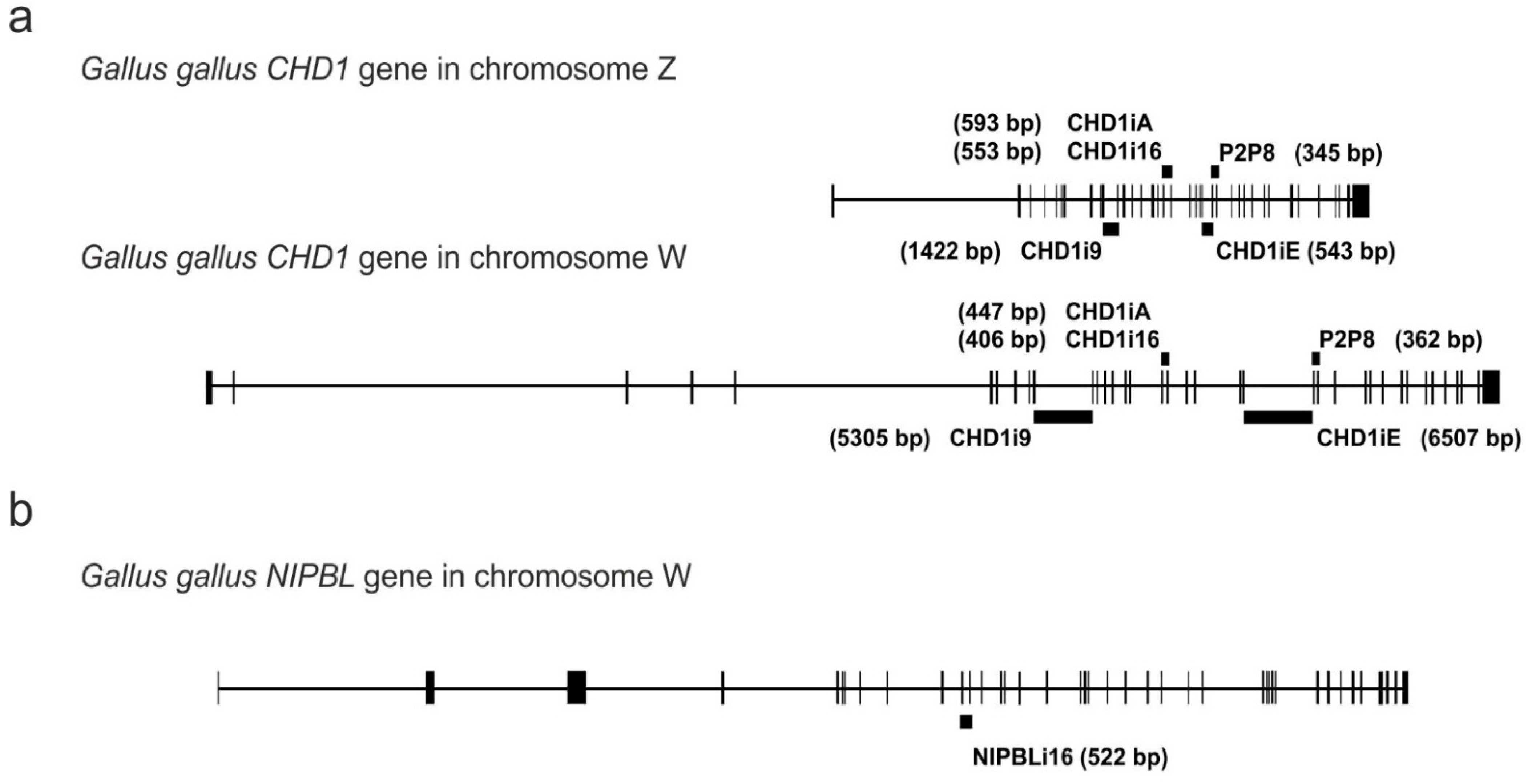 Genes 12 00878 g001