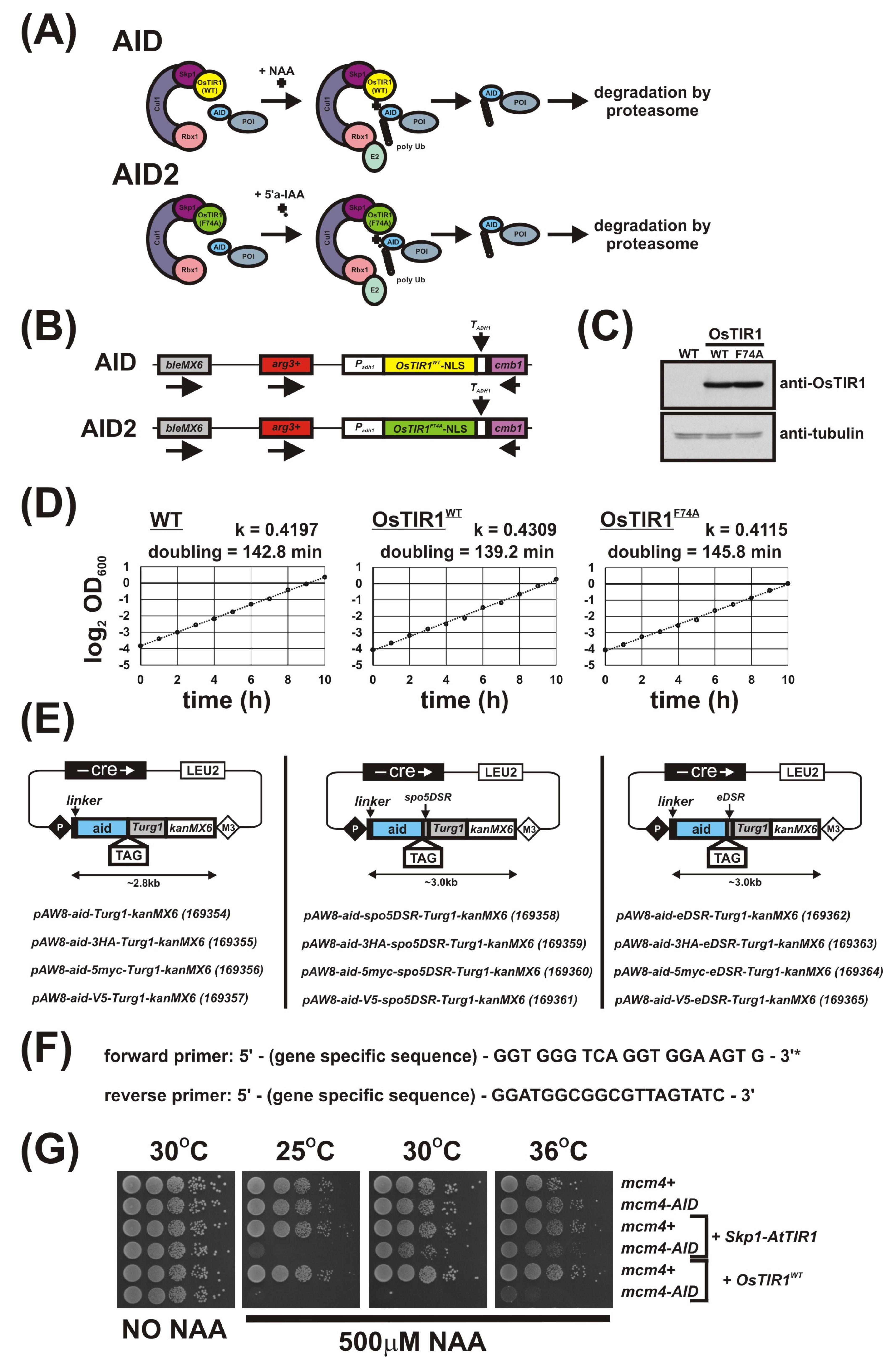Genes 12 00882 g001 Genes 12 00882 g001