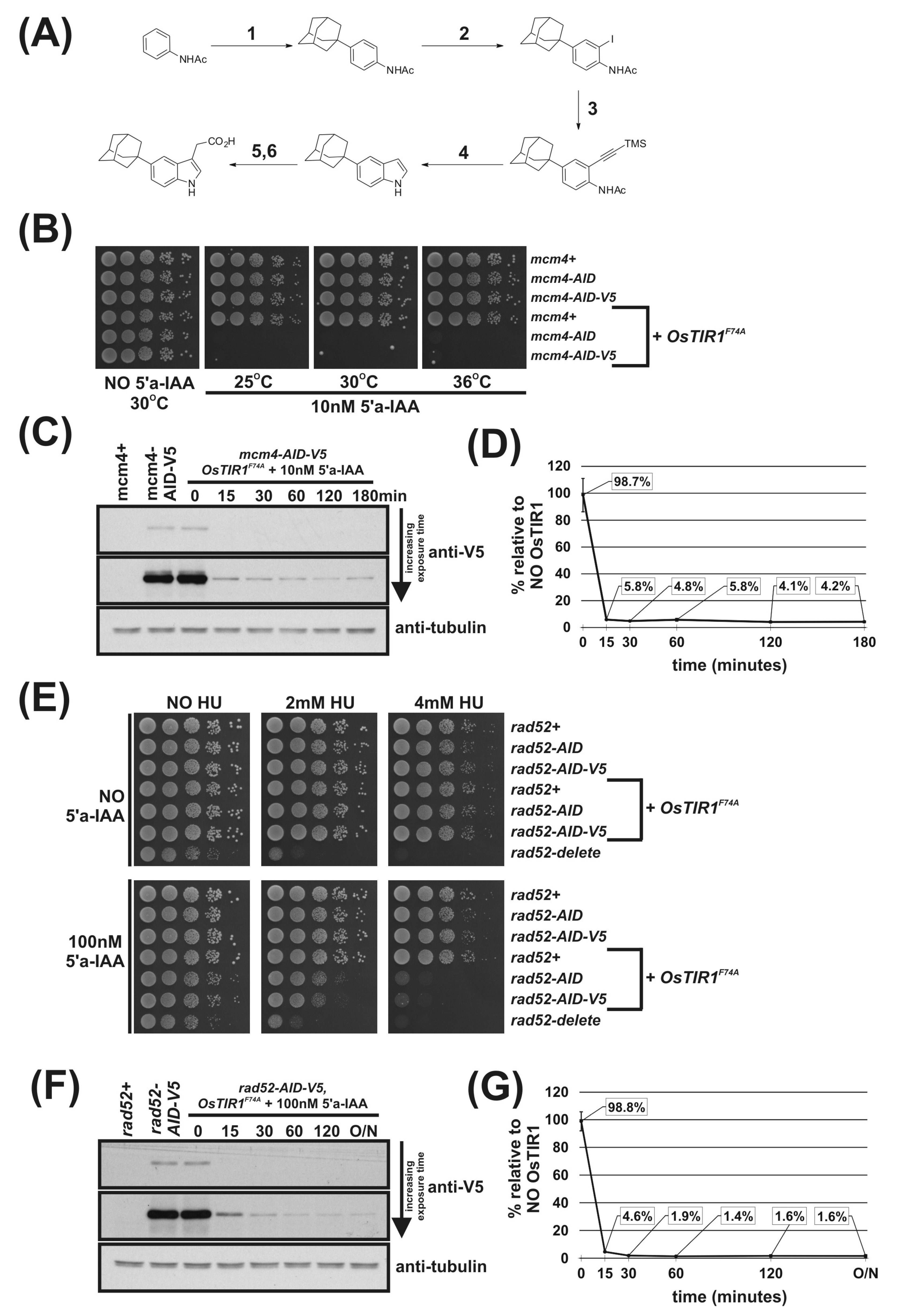 Genes 12 00882 g003 Genes 12 00882 g003