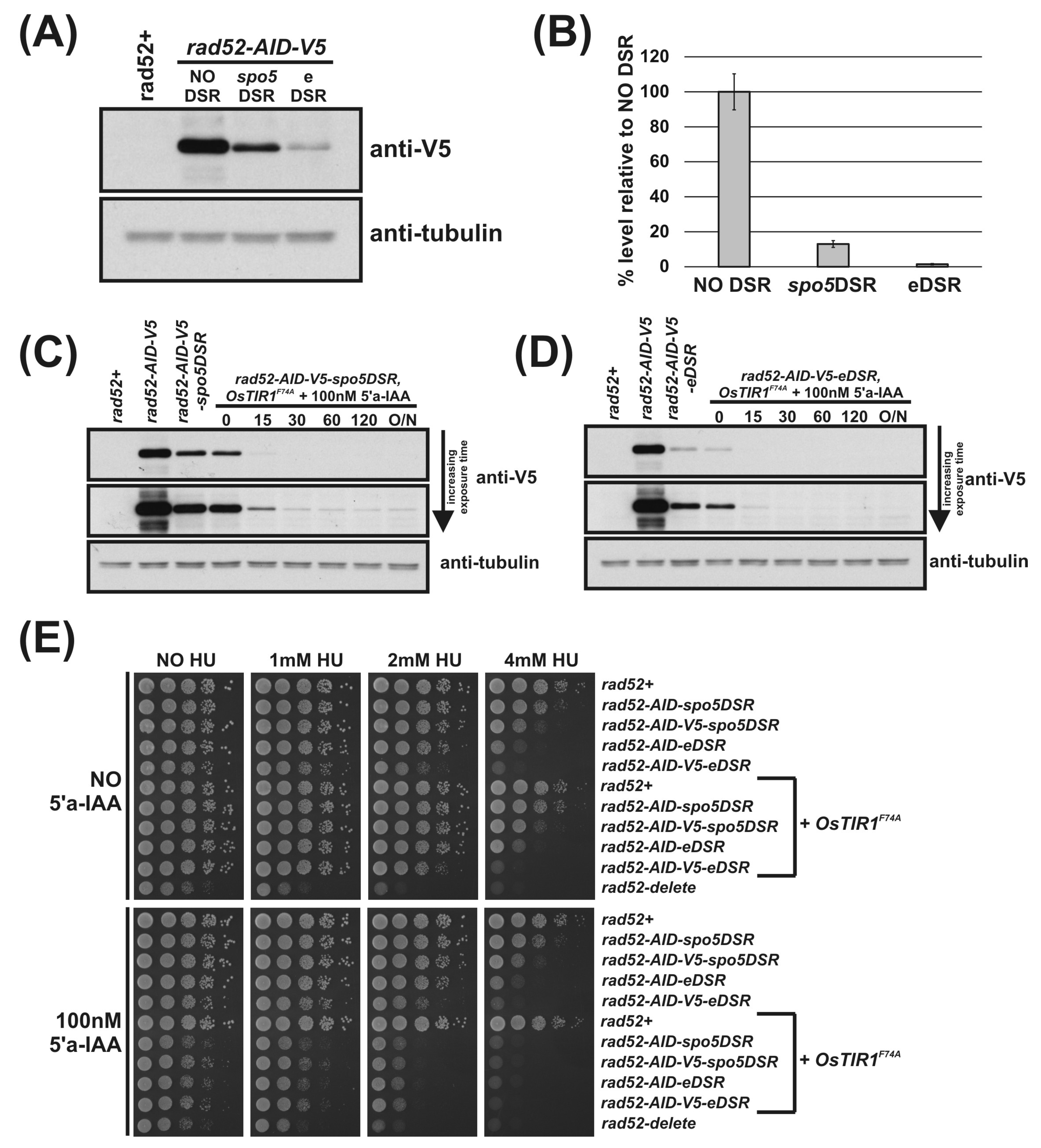 Genes 12 00882 g004 Genes 12 00882 g004