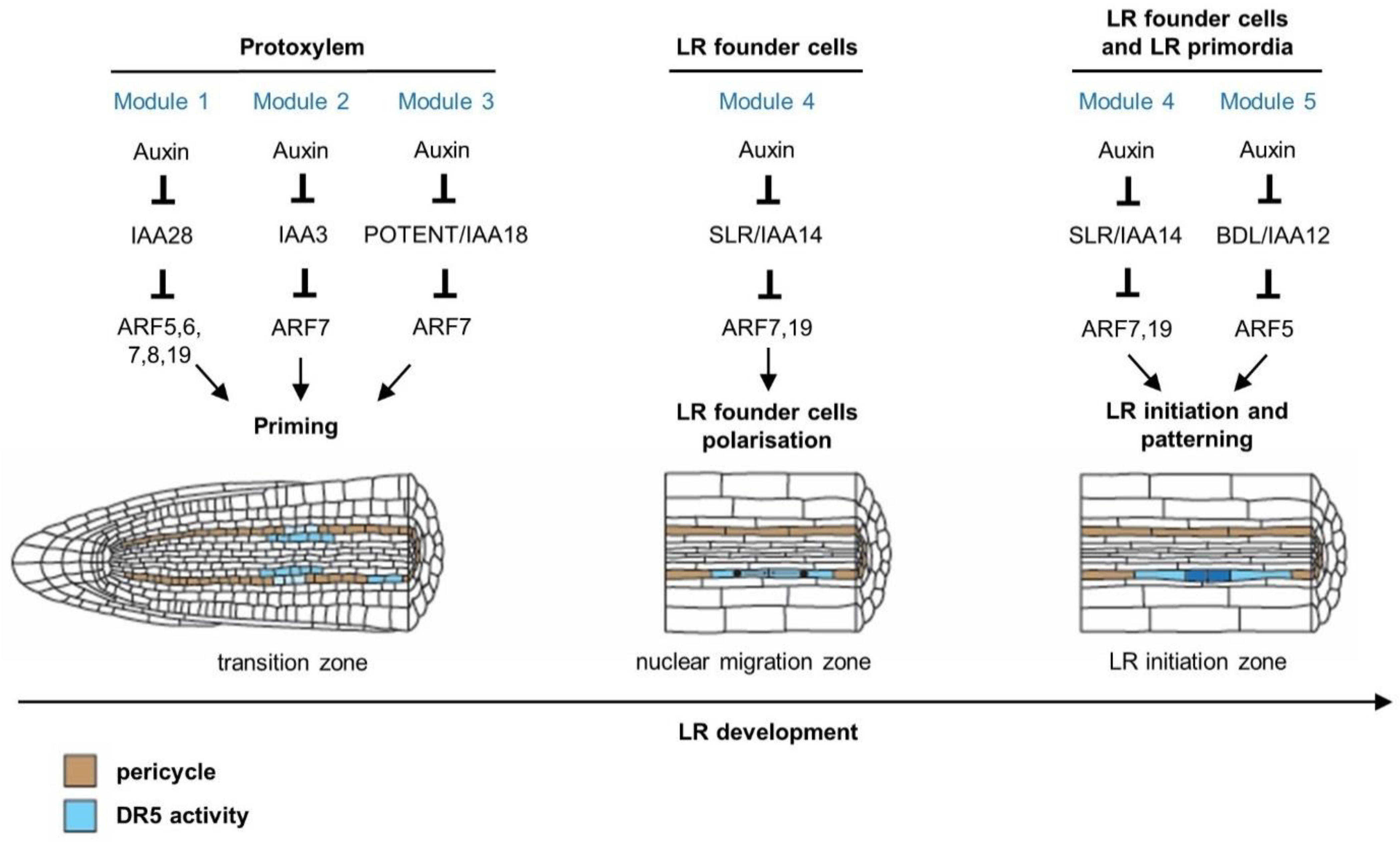 Genes 12 00884 g002