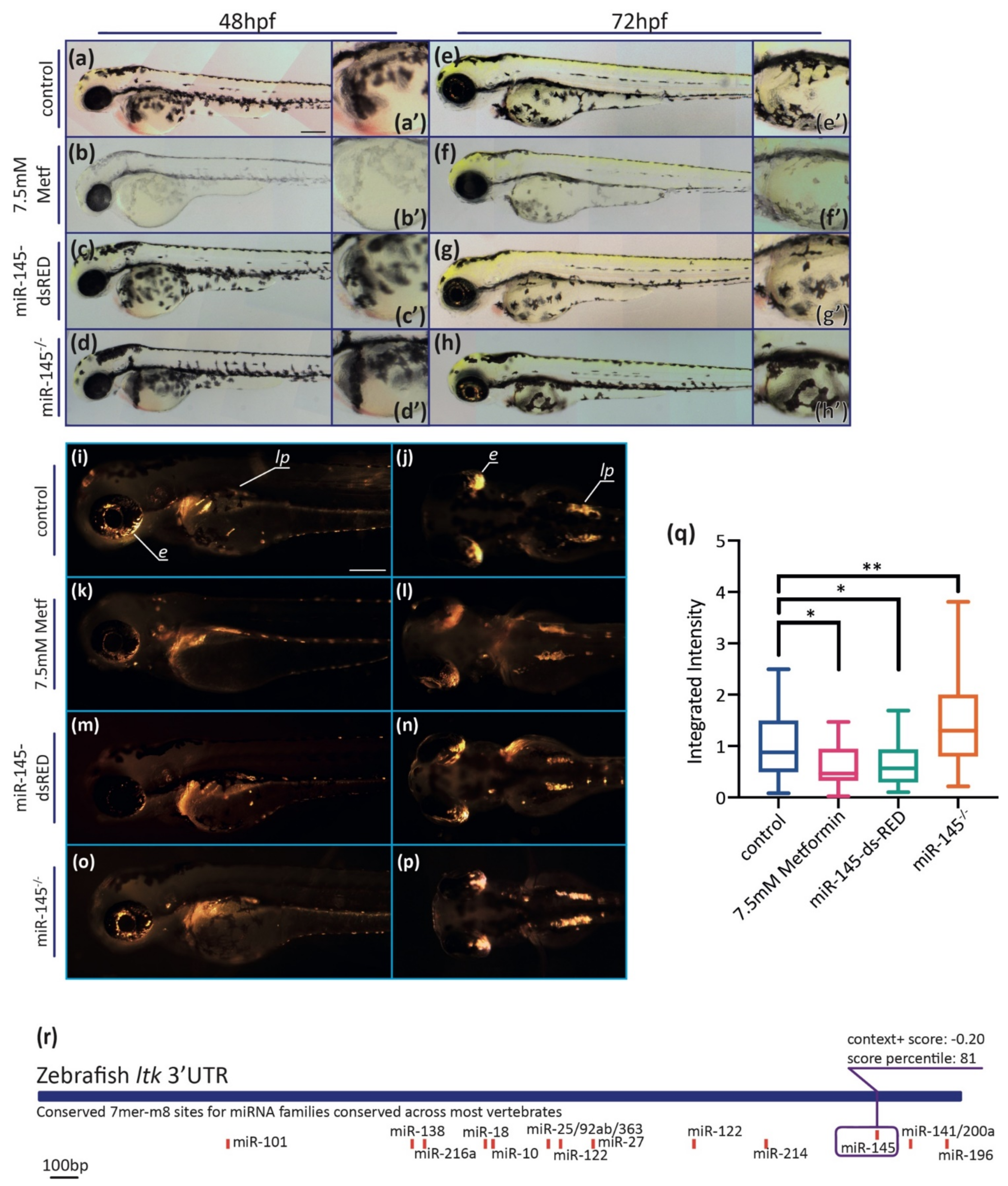 Genes 12 01023 g004 Genes 12 01023 g004